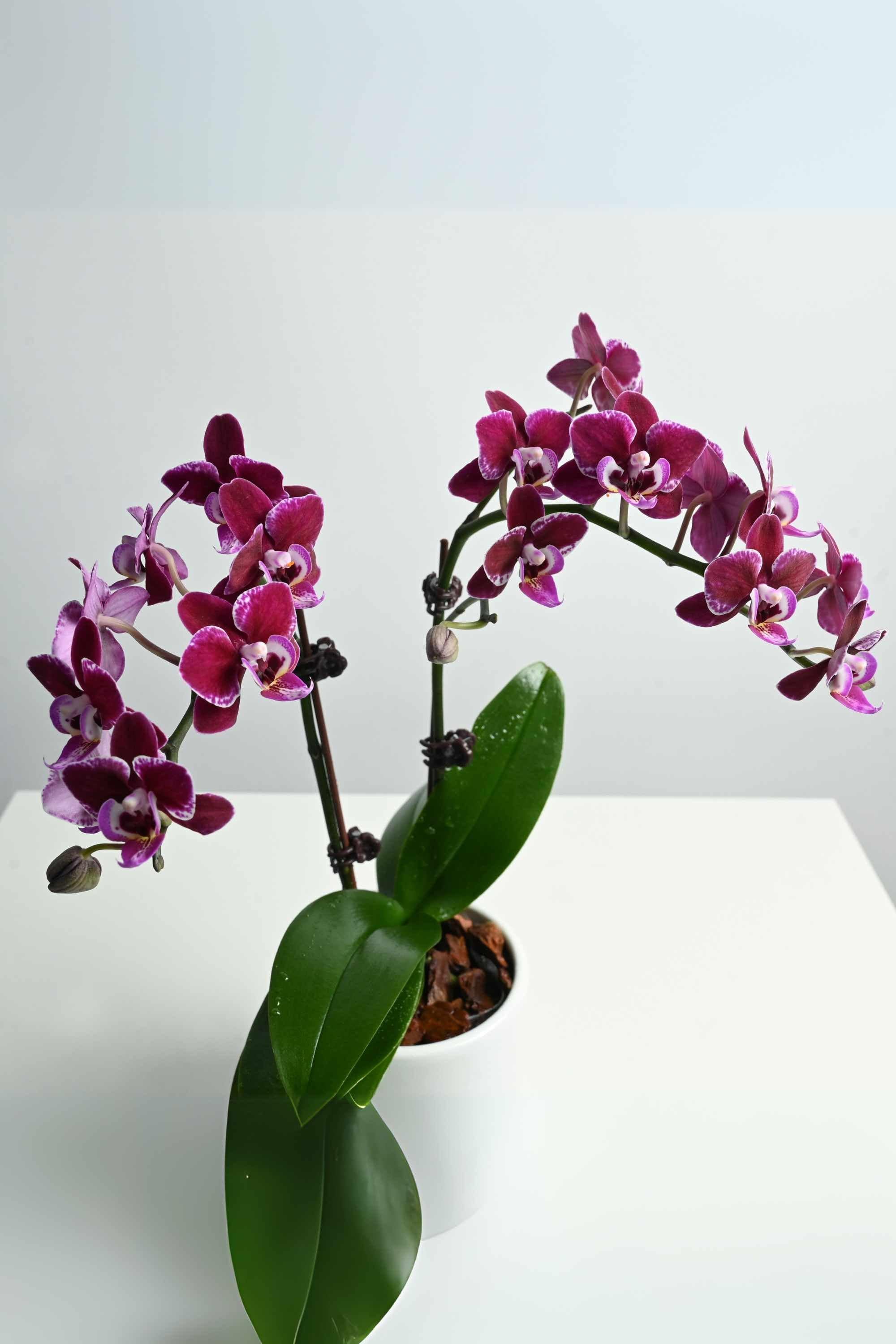 Desktop Indoor Plants Phalaenopsis Dwarf - Double