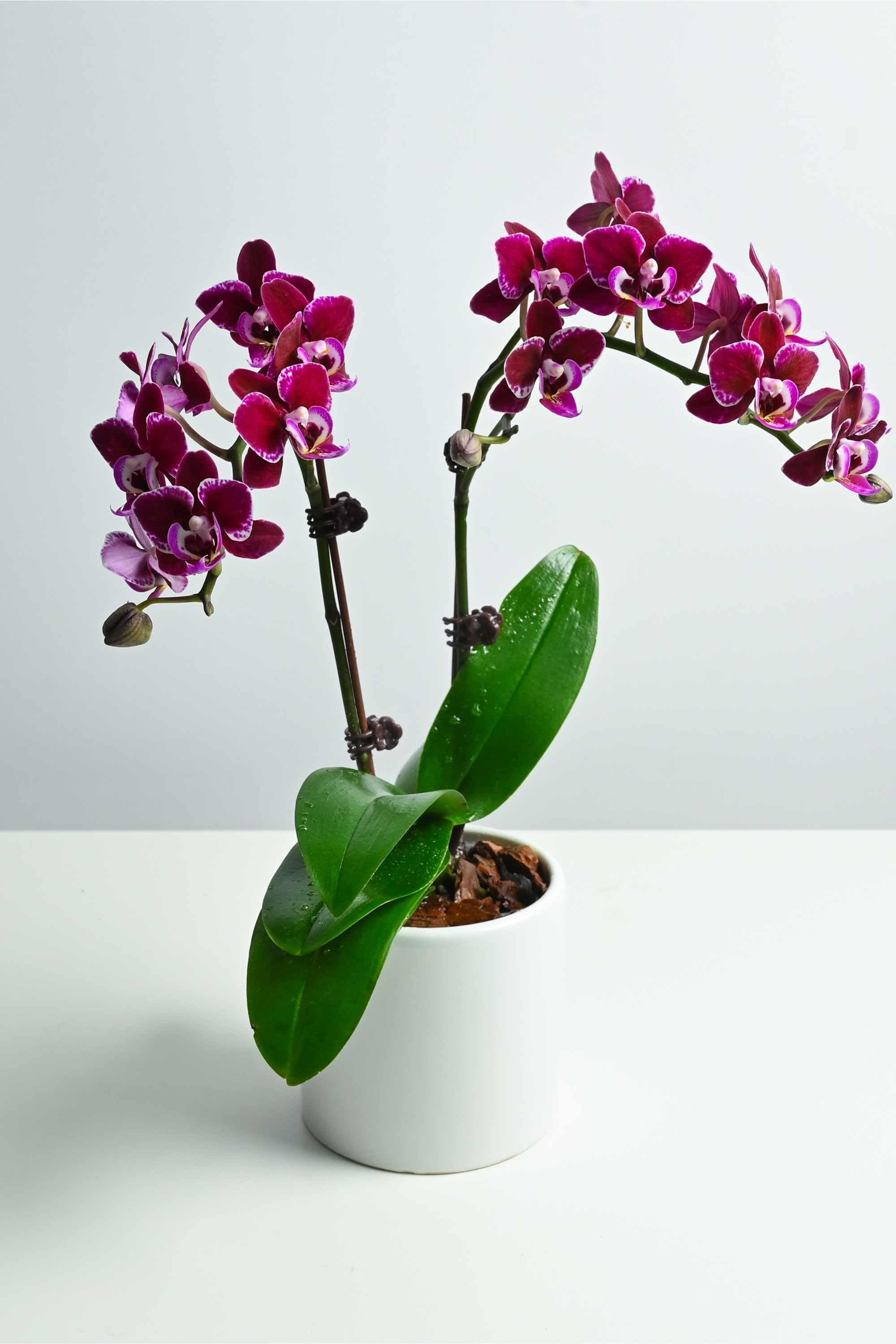 Desktop Indoor Plants Phalaenopsis Dwarf - Double