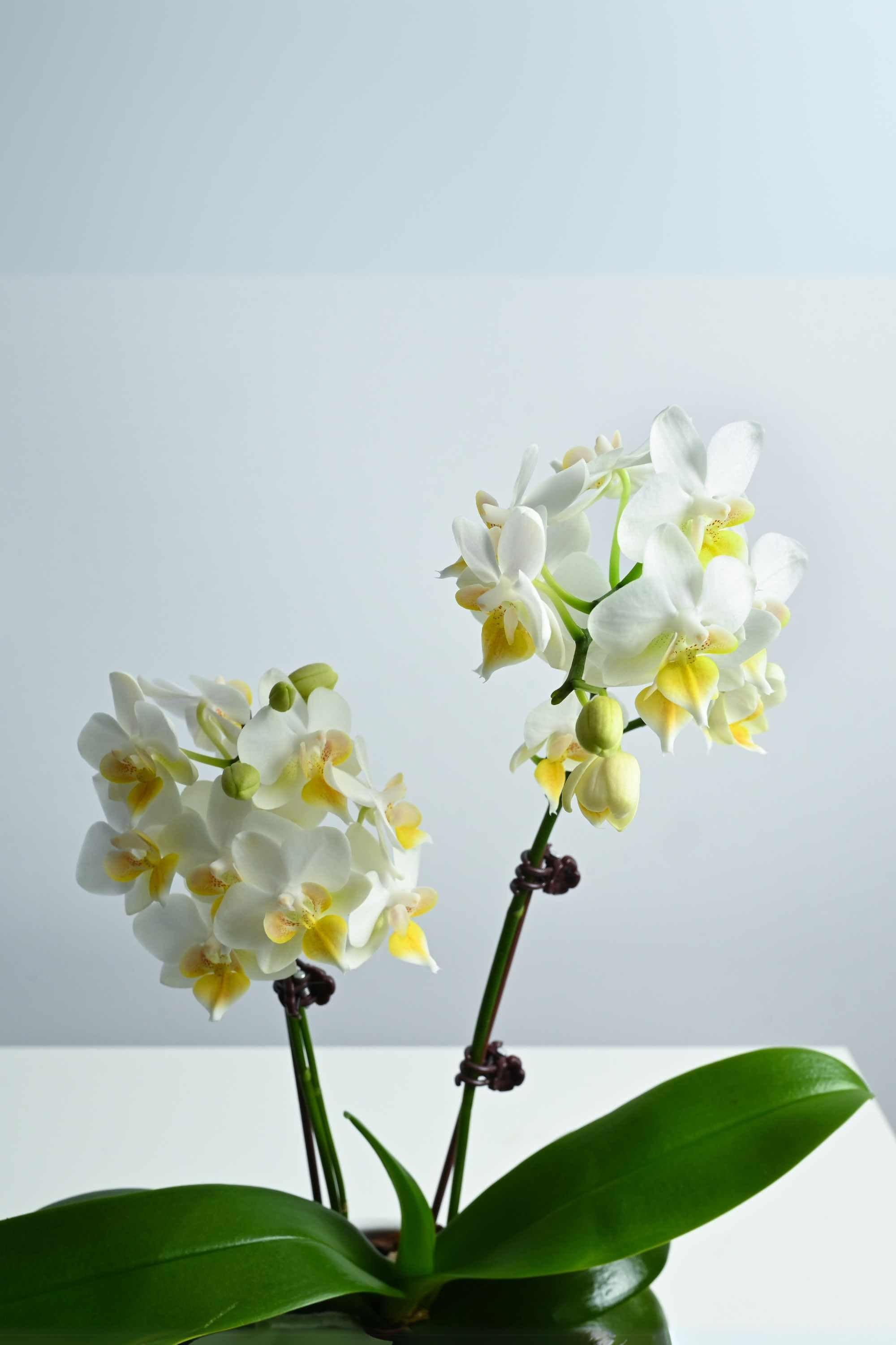 Desktop Indoor Plants Phalaenopsis Dwarf - Double