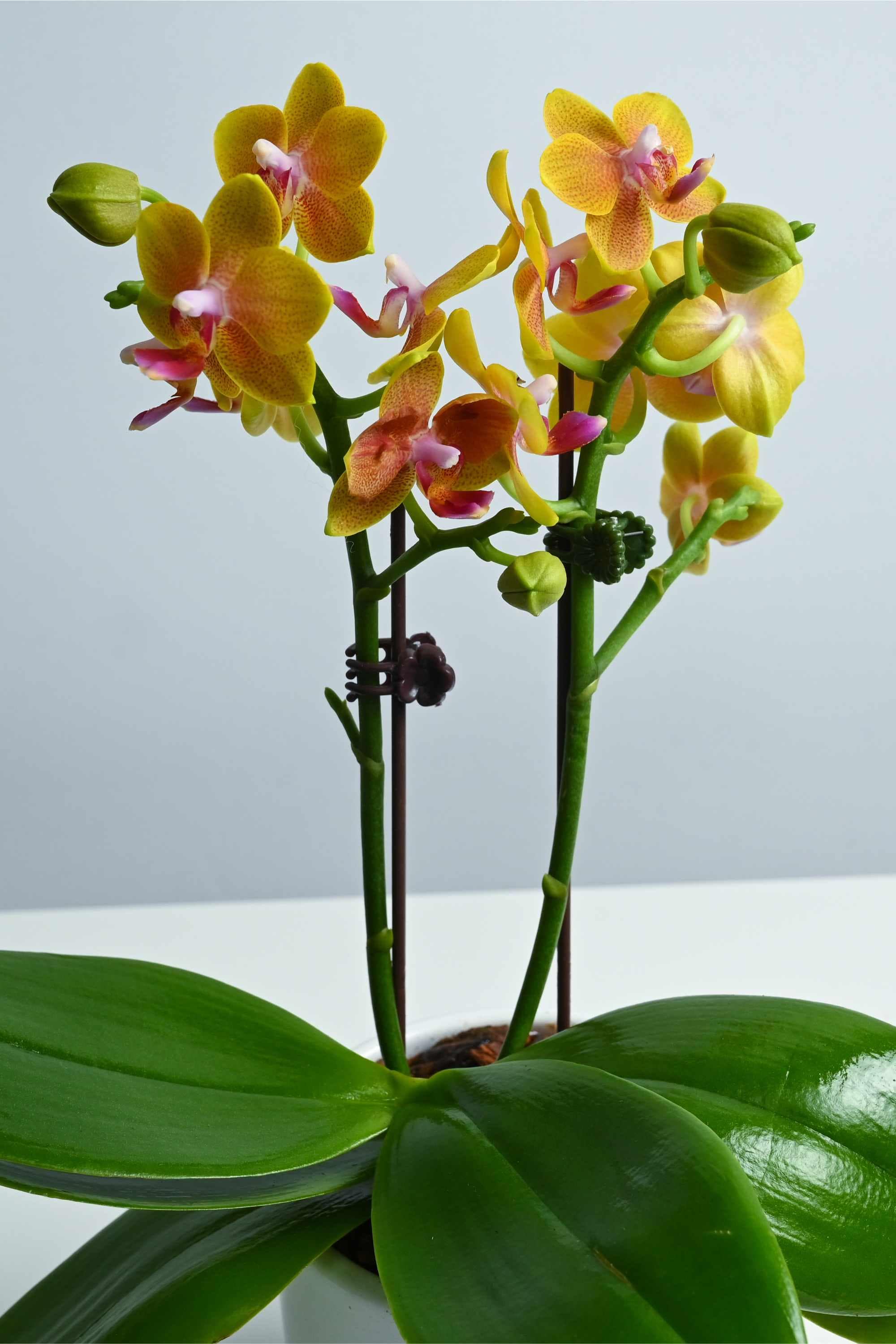 Desktop Indoor Plants Phalaenopsis Dwarf - Double