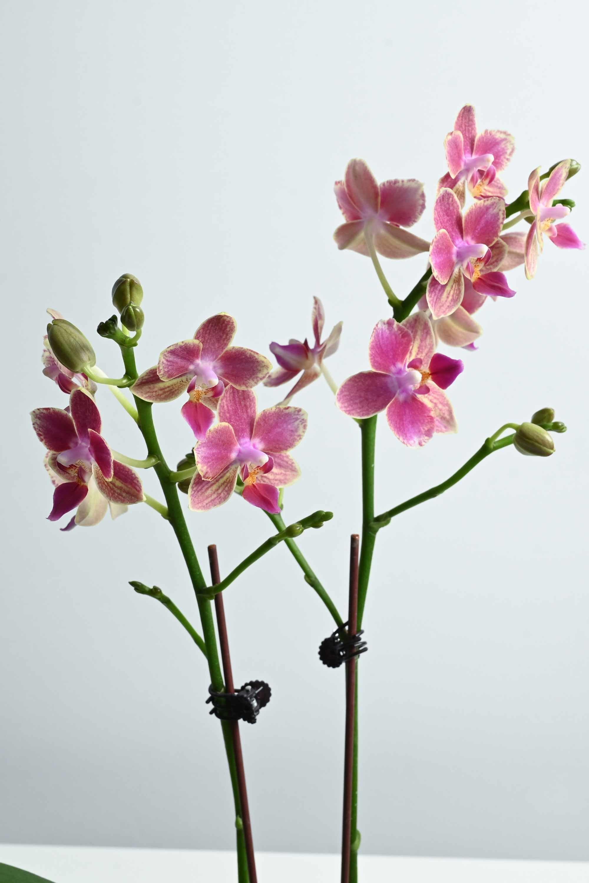 Desktop Indoor Plants Phalaenopsis Dwarf - Double
