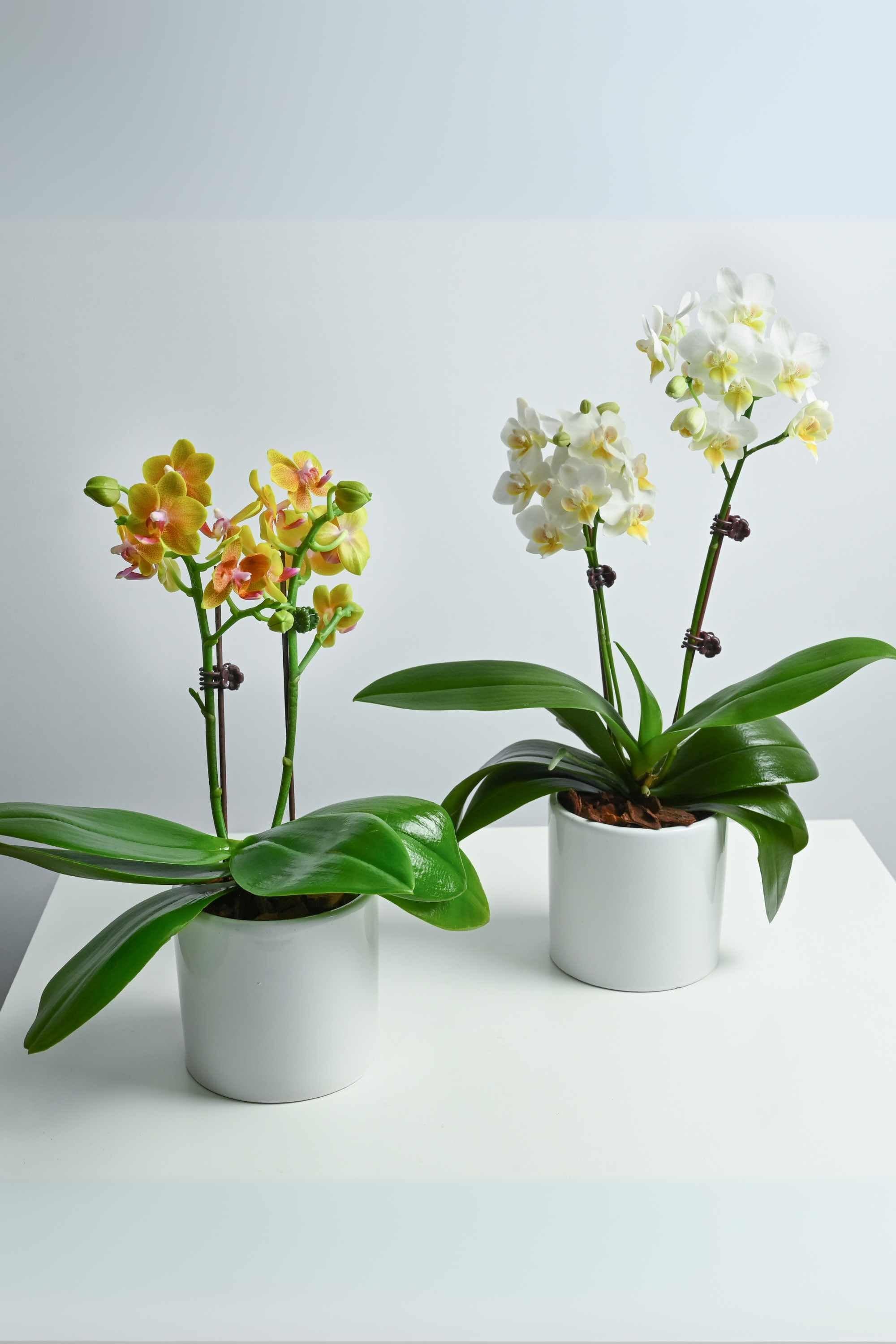 Desktop Indoor Plants Phalaenopsis Dwarf Double Stem Duo