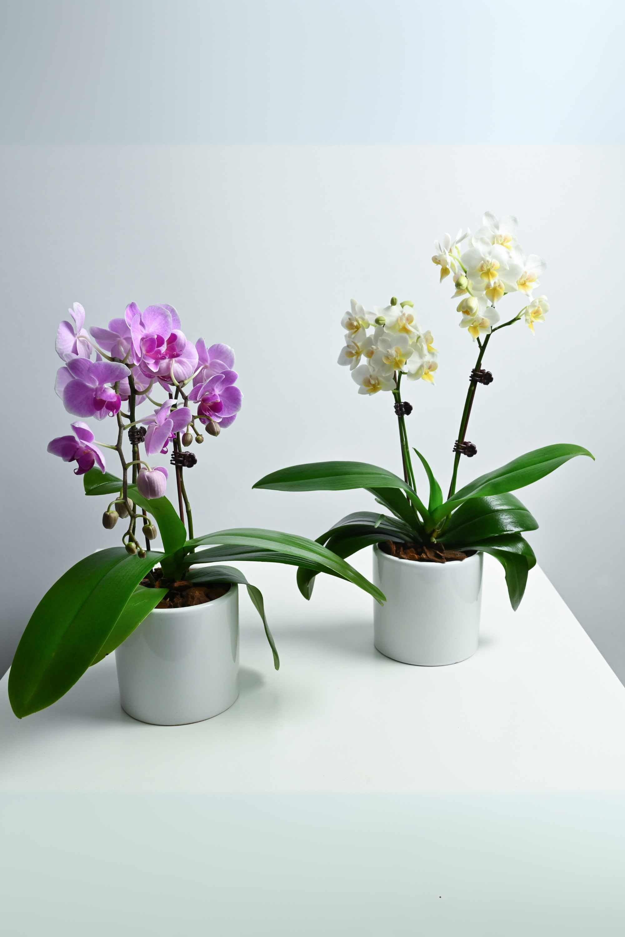 Desktop Indoor Plants Phalaenopsis Dwarf Double Stem Duo
