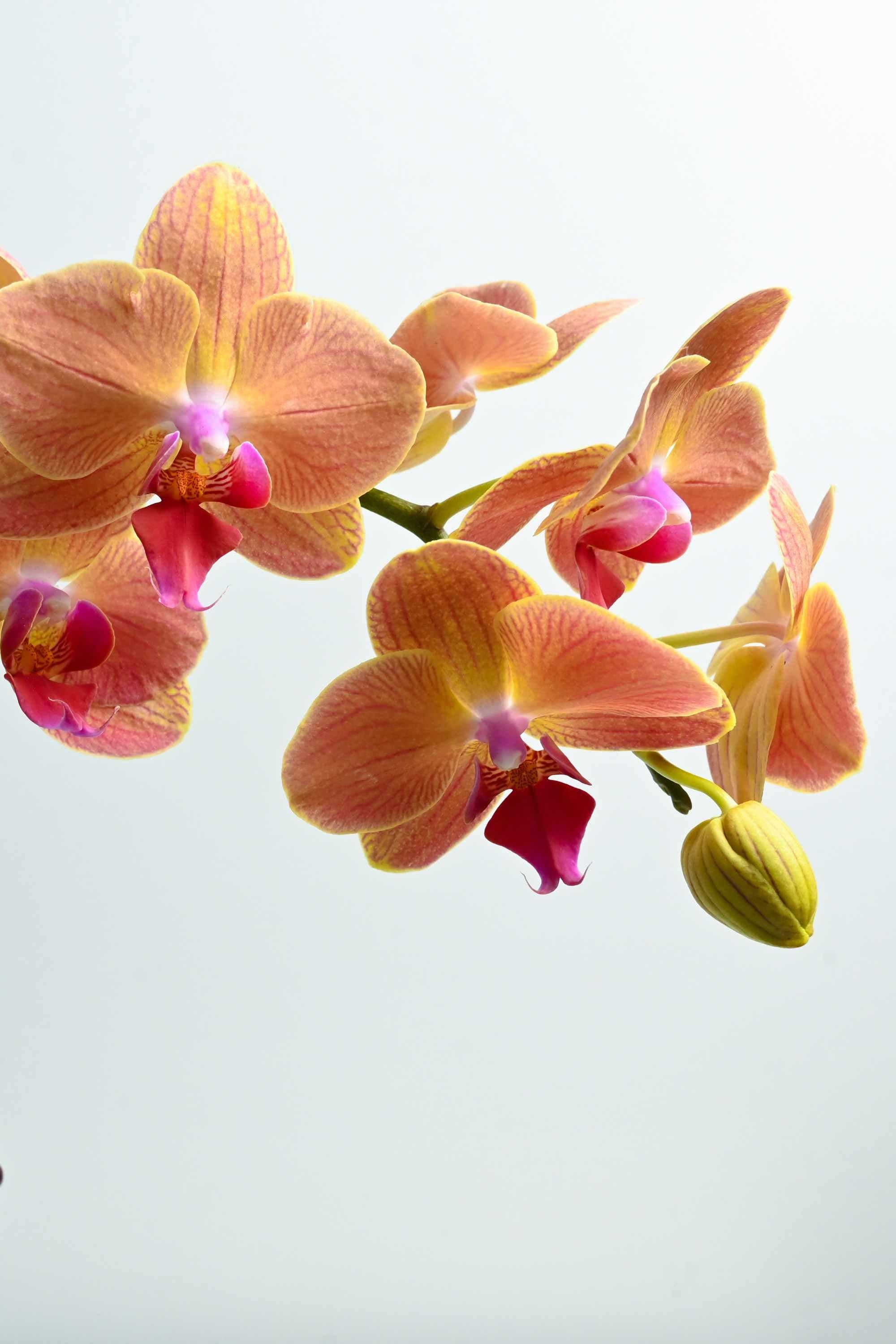 Desktop Indoor Plants Phalaenopsis Dwarf - Single Stem