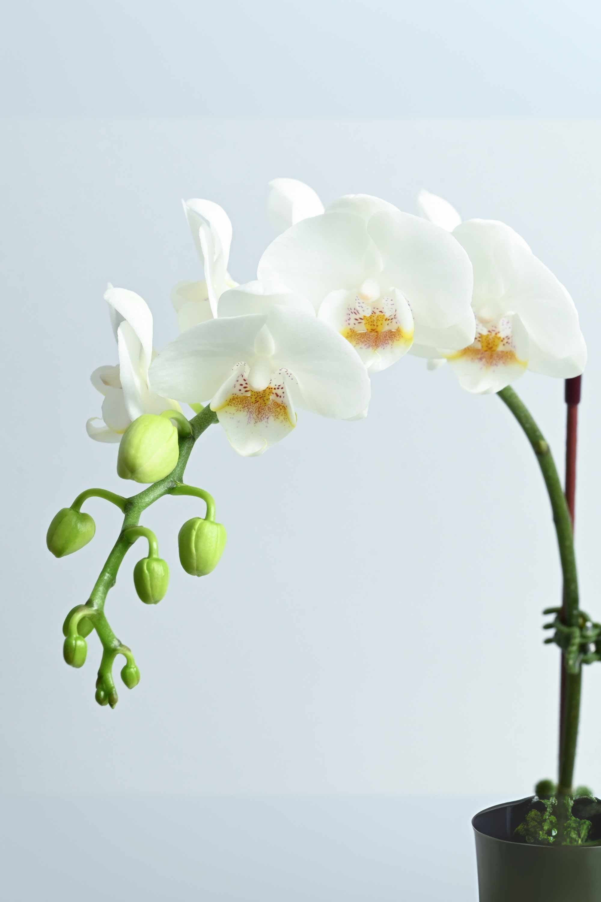 Desktop Indoor Plants Phalaenopsis Dwarf - Single Stem
