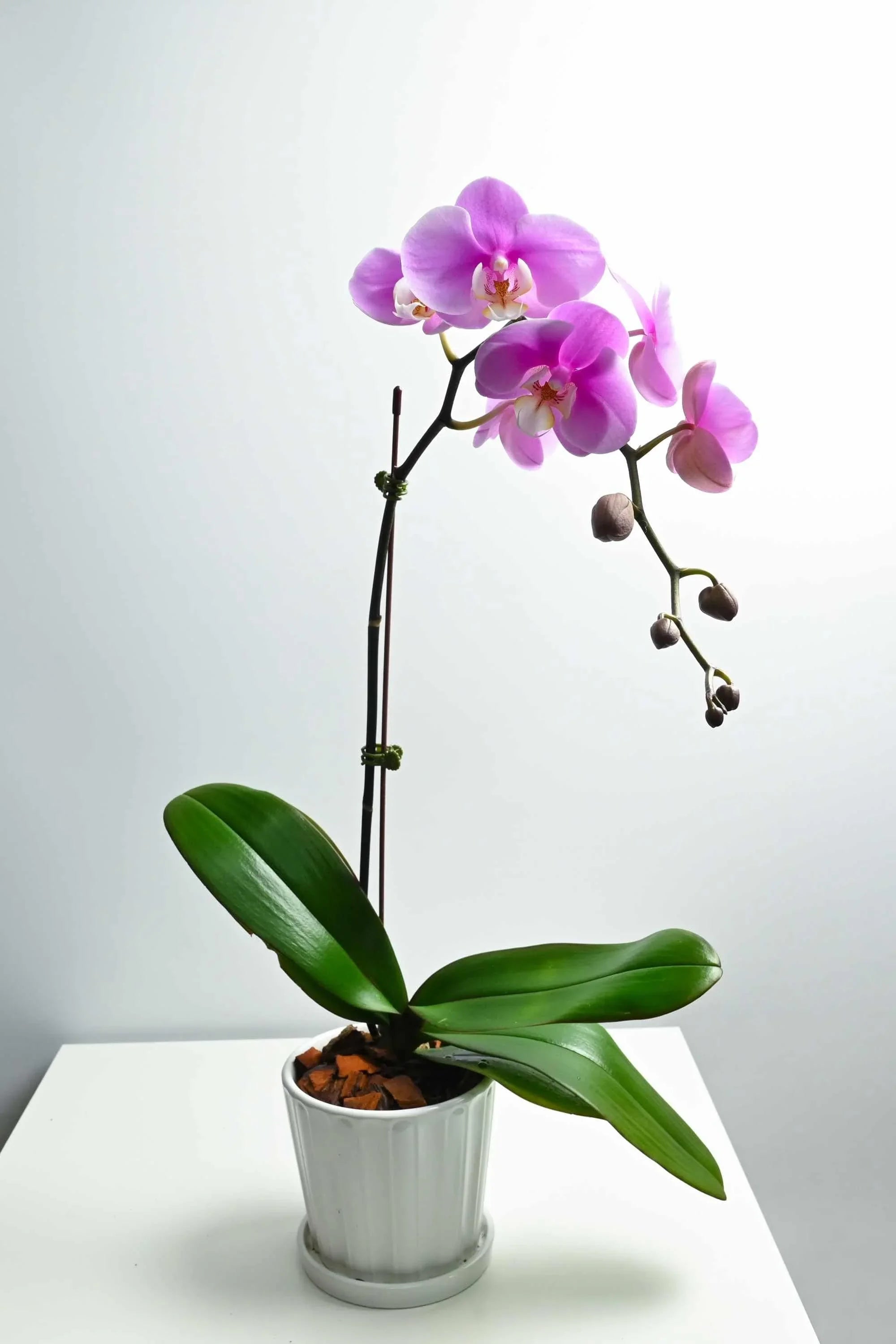Desktop Indoor Plants Phalaenopsis Single Stem