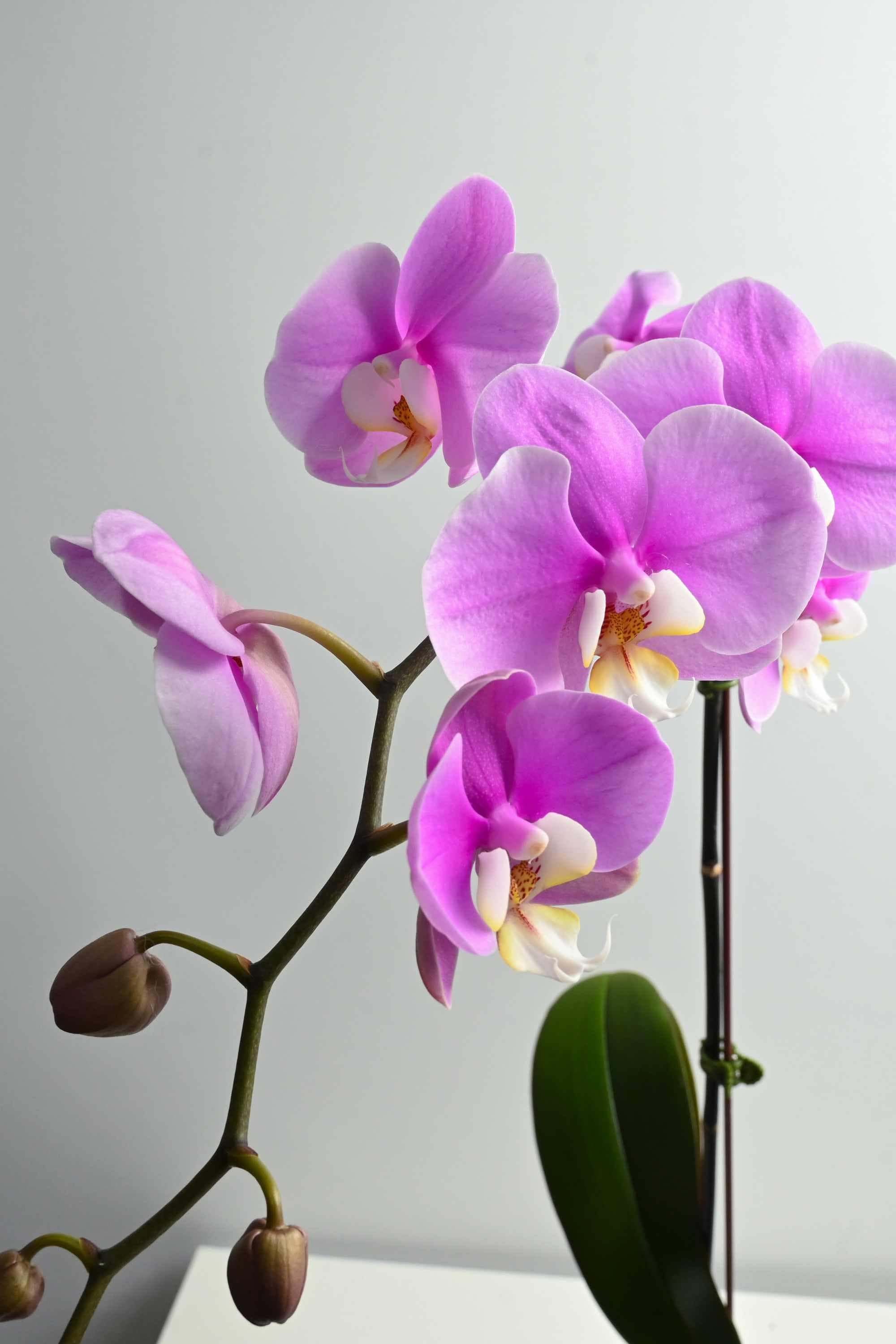 Desktop Indoor Plants Phalaenopsis Single Stem