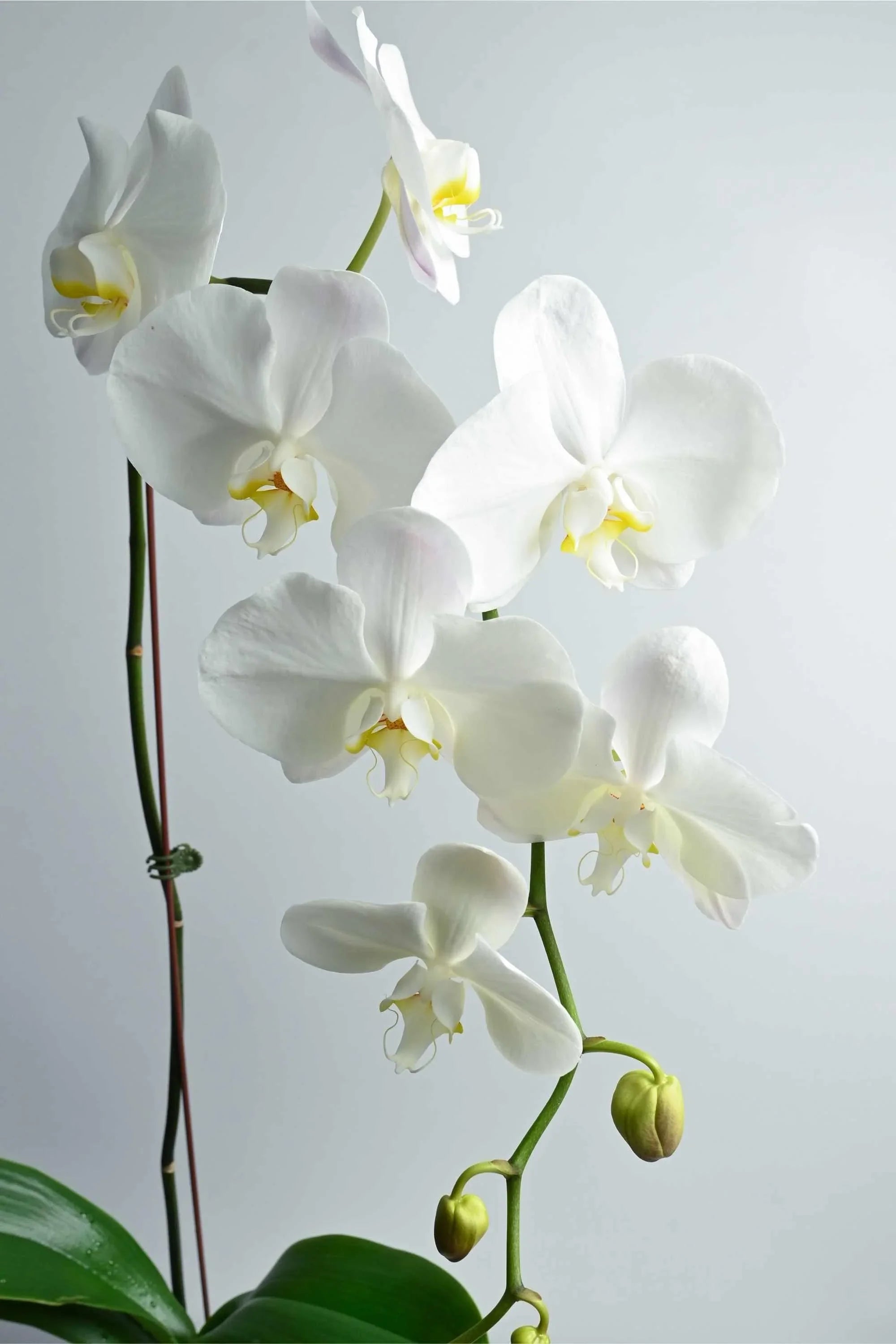 Desktop Indoor Plants Phalaenopsis Single Stem