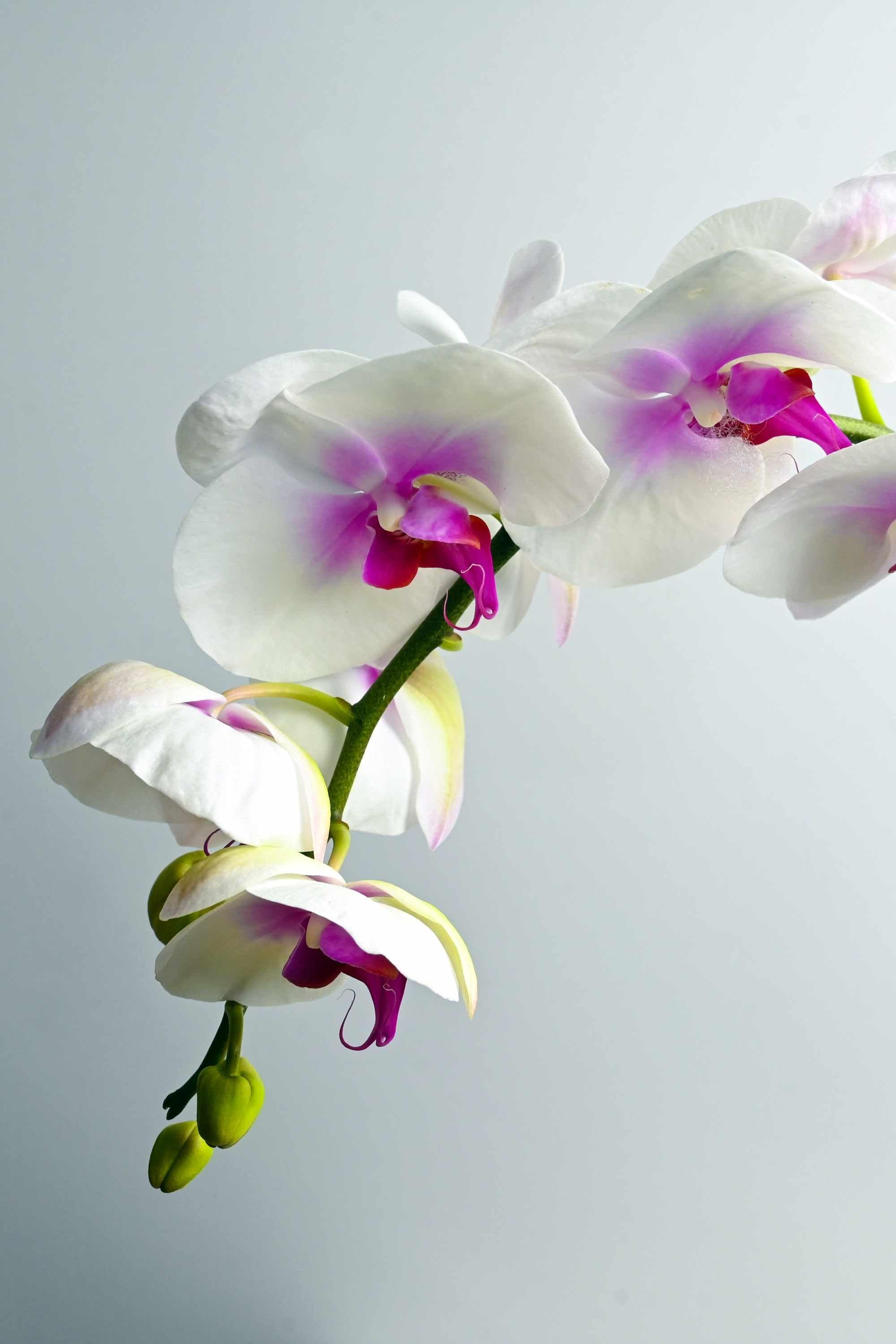 Desktop Indoor Plants Phalaenopsis Single Stem