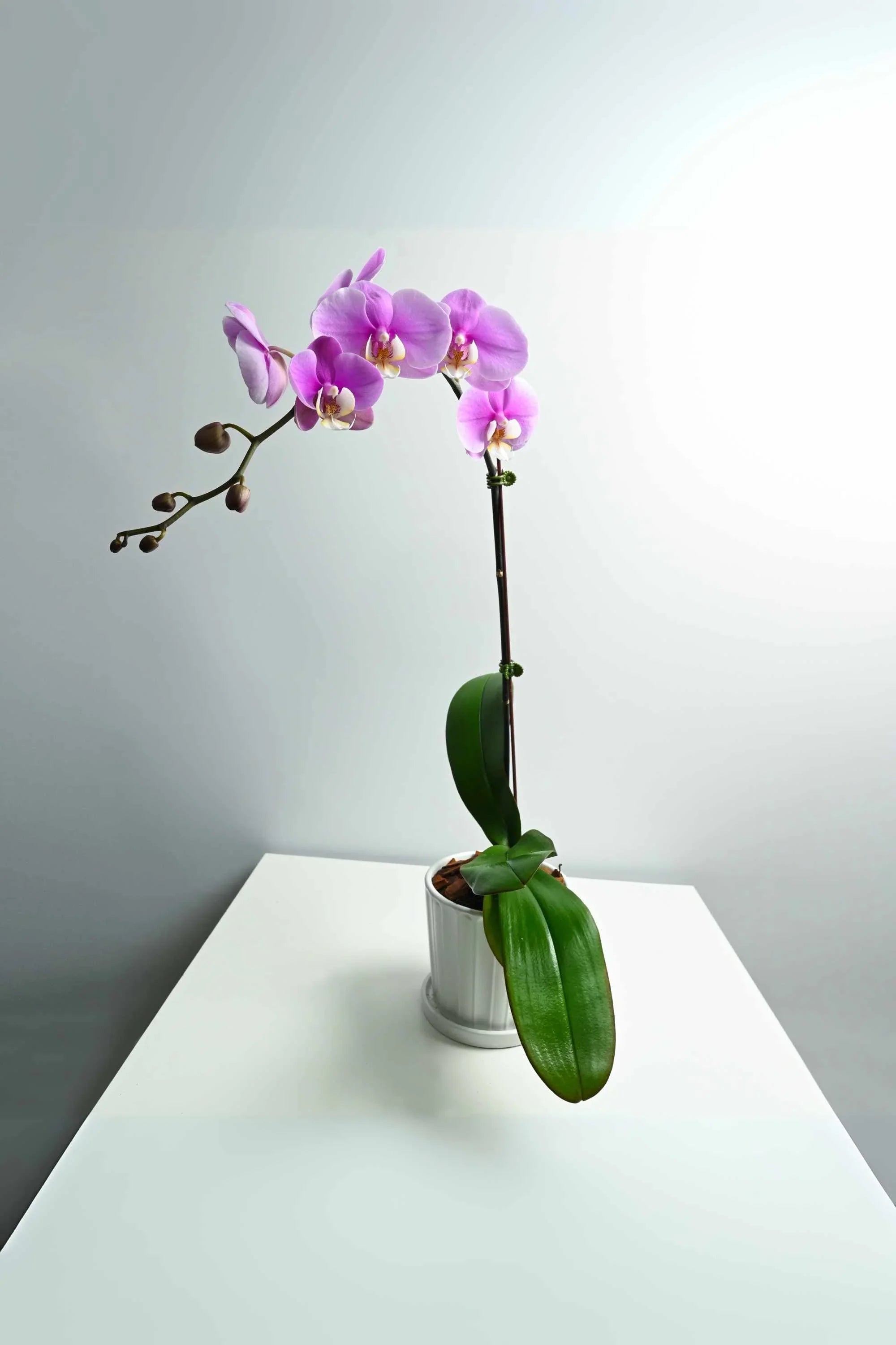 Desktop Indoor Plants Pink Phalaenopsis Single Stem
