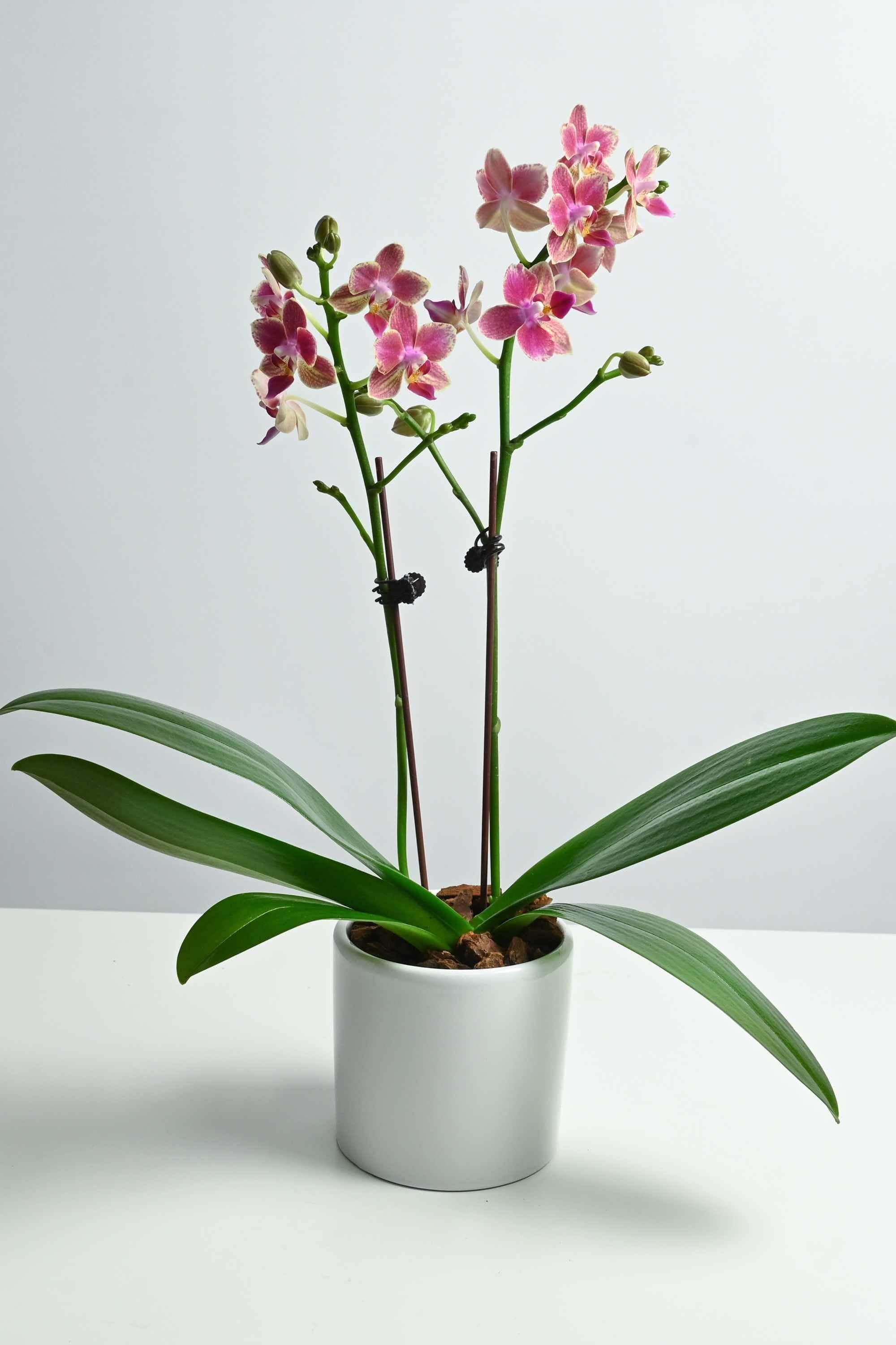 Desktop Indoor Plants Purple with Stripe Phalaenopsis Dwarf - Double