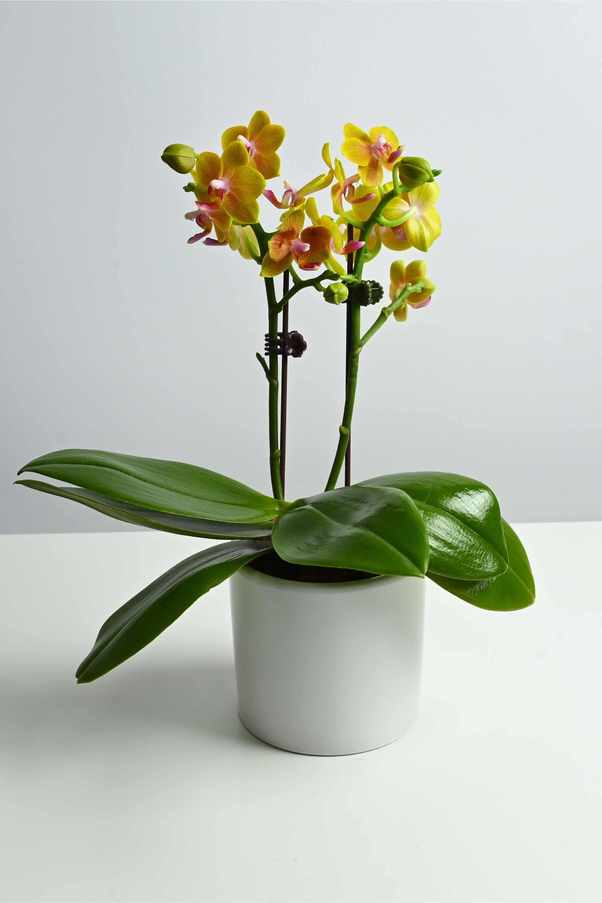 Desktop Indoor Plants Tangerine Phalaenopsis Dwarf - Double