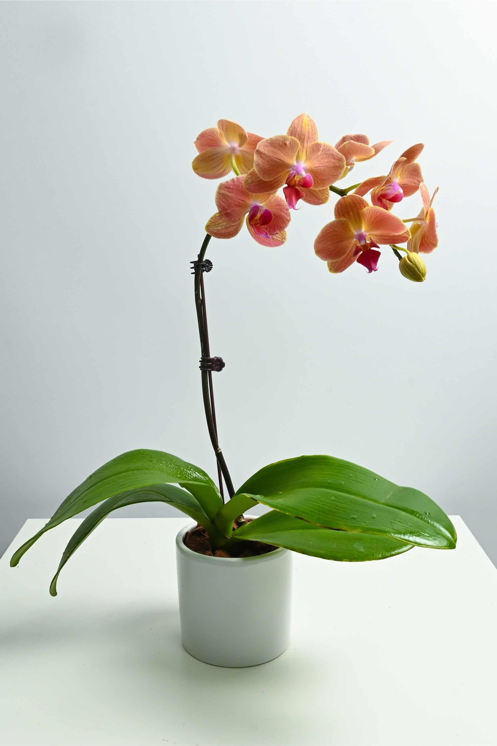 Desktop Indoor Plants Tangerine Phalaenopsis Dwarf - Single Stem