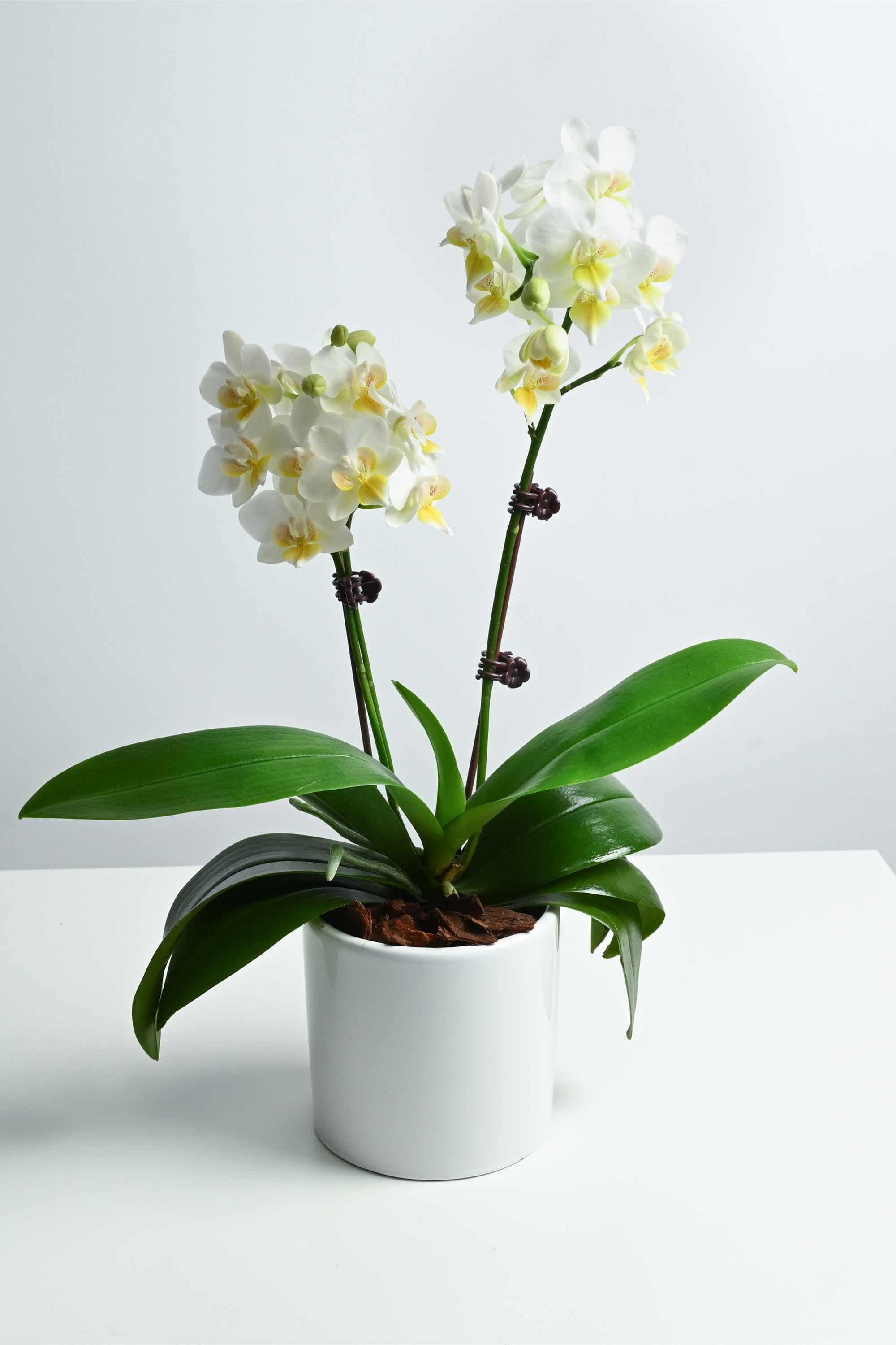 Desktop Indoor Plants White Phalaenopsis Dwarf - Double