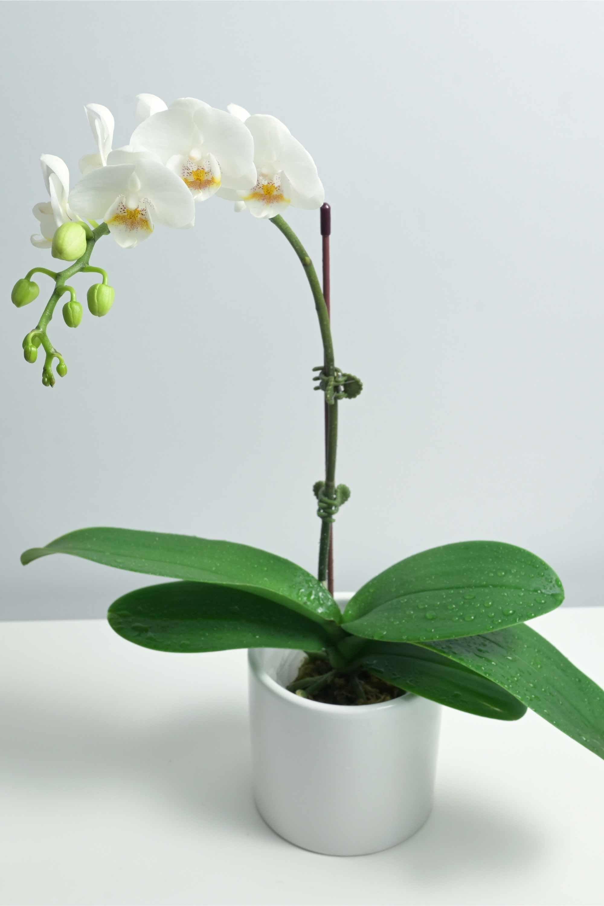 Desktop Indoor Plants White Phalaenopsis Dwarf - Single Stem