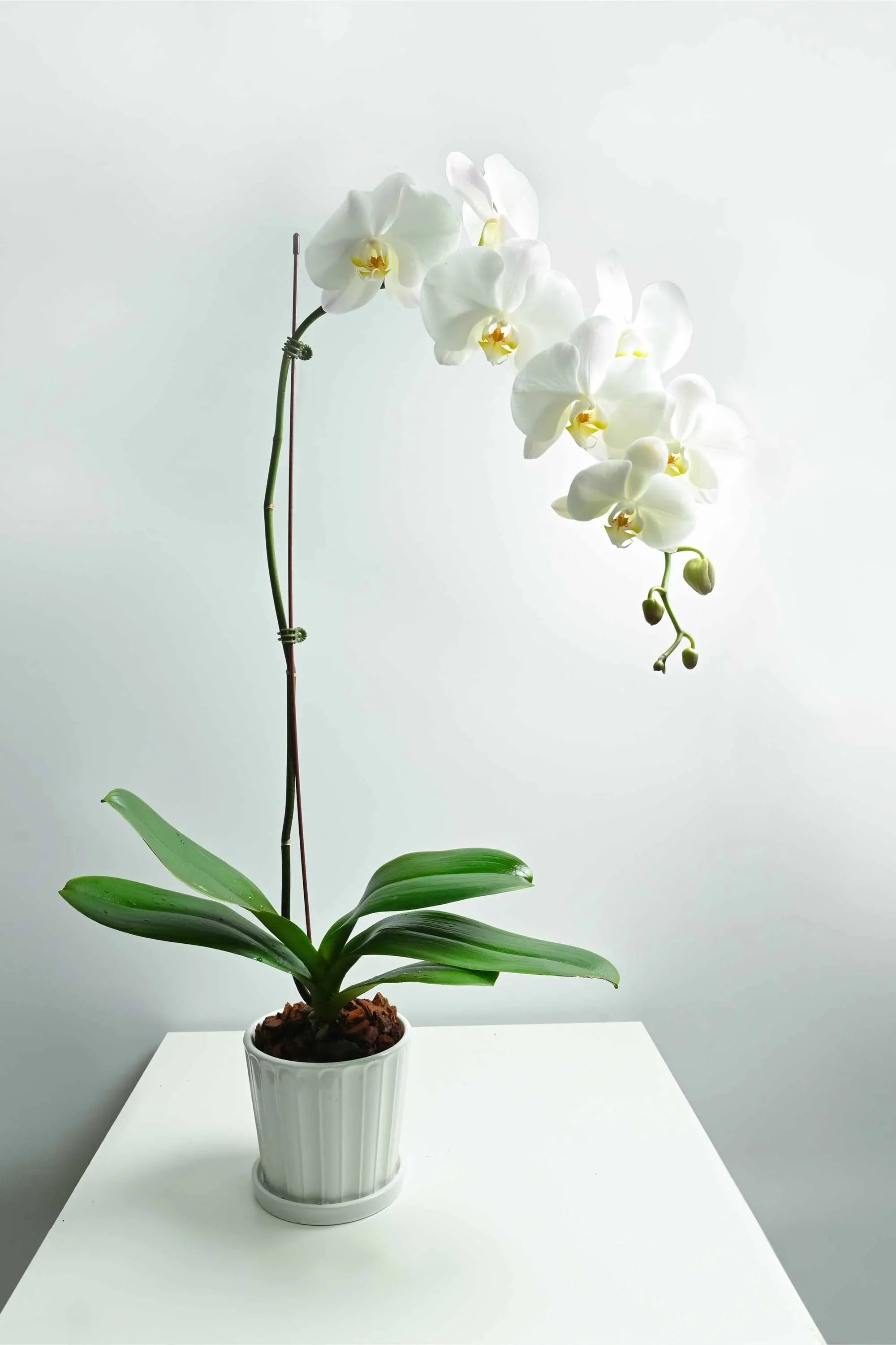 Desktop Indoor Plants White Phalaenopsis Single Stem