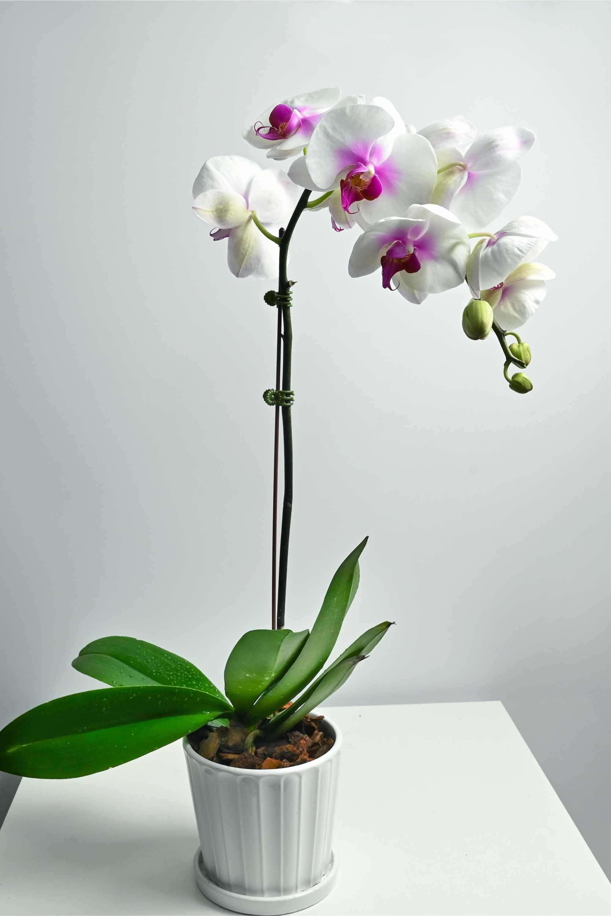 Desktop Indoor Plants White With Pink Spot Phalaenopsis Single Stem