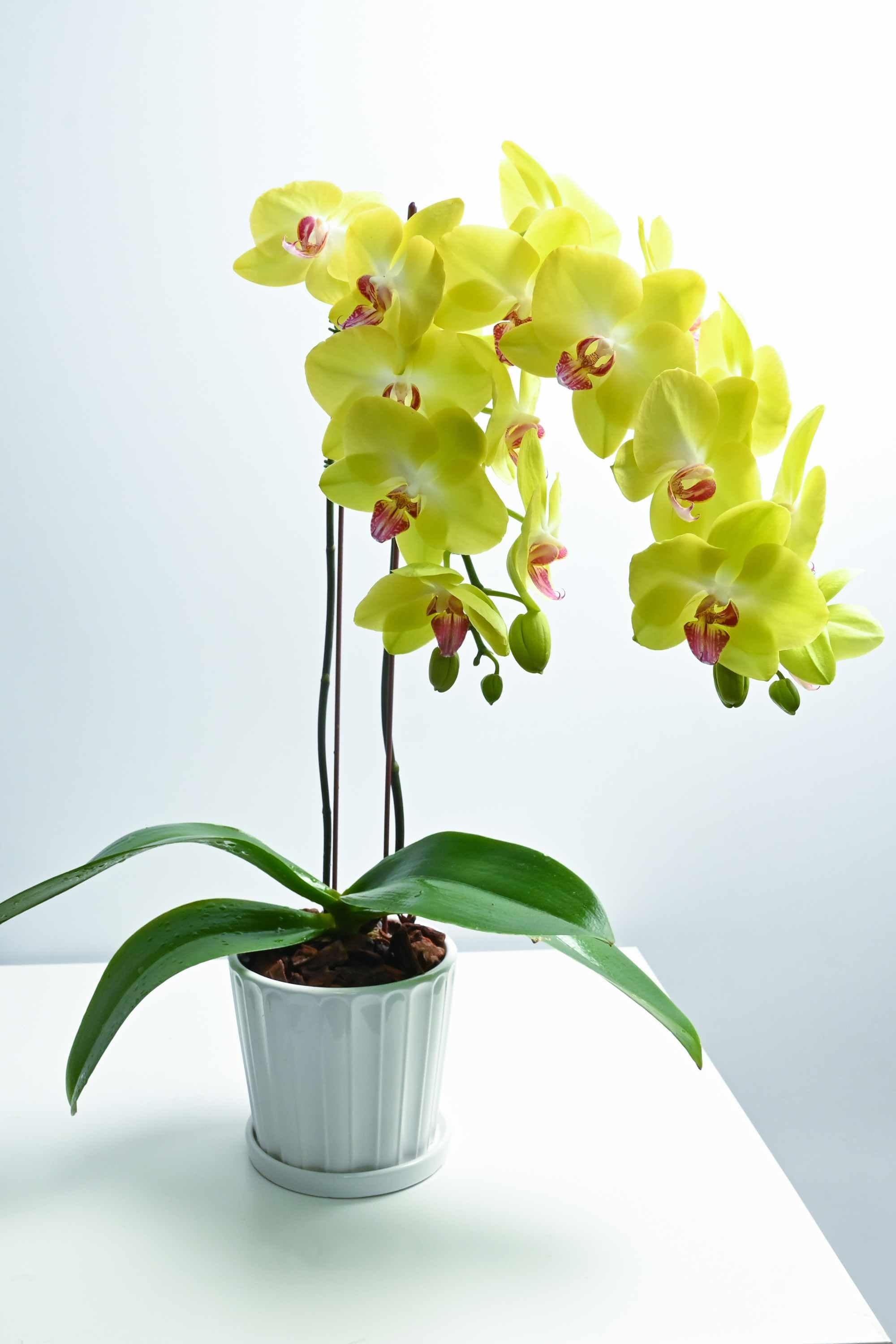 Desktop Indoor Plants Yellow Phalaenopsis Dwarf - Double Stem Hanging