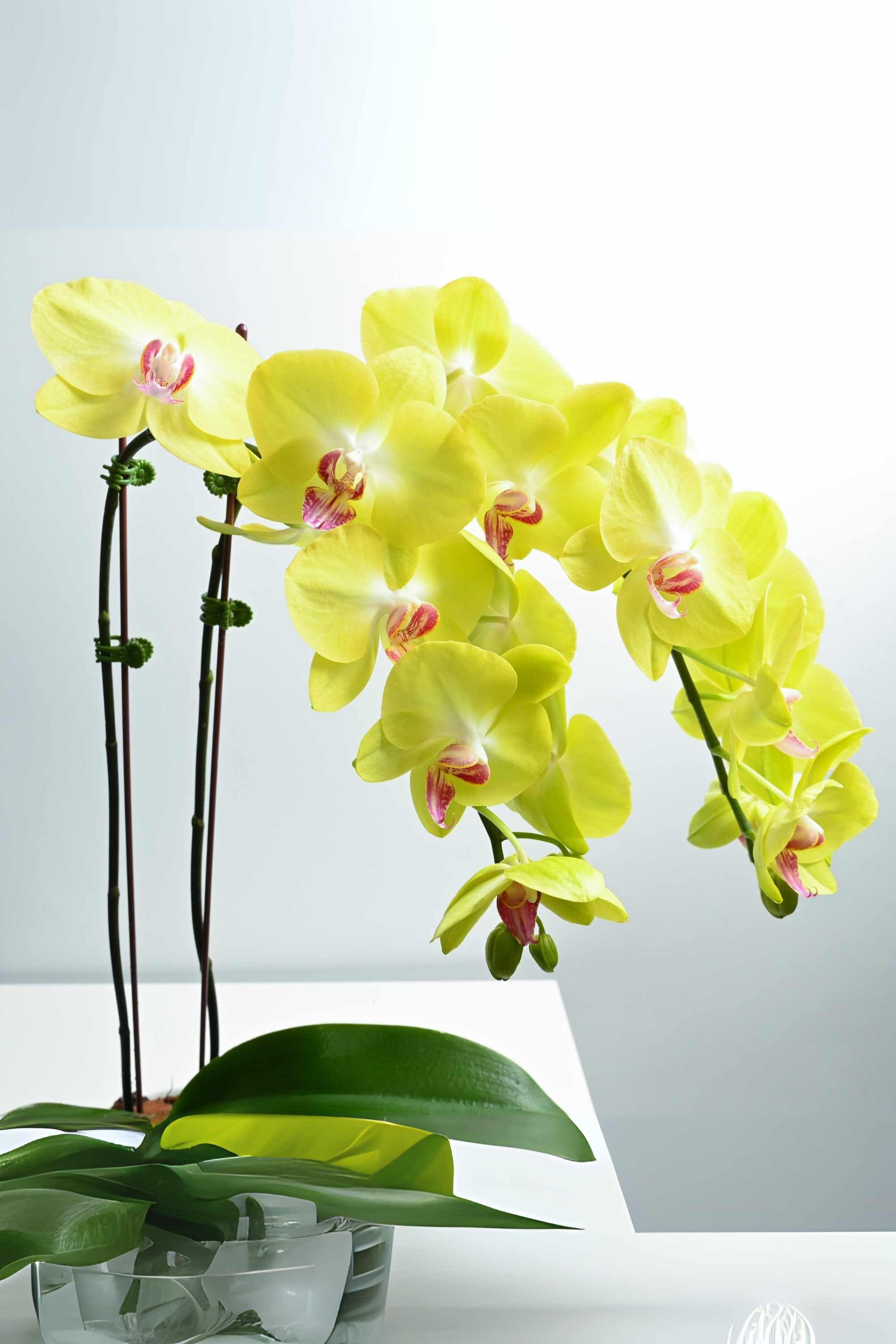 Desktop Indoor Plants Yellow Phalaenopsis Dwarf - Double Stem Hanging