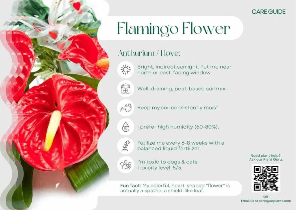 Flamingo Flower Care Guide