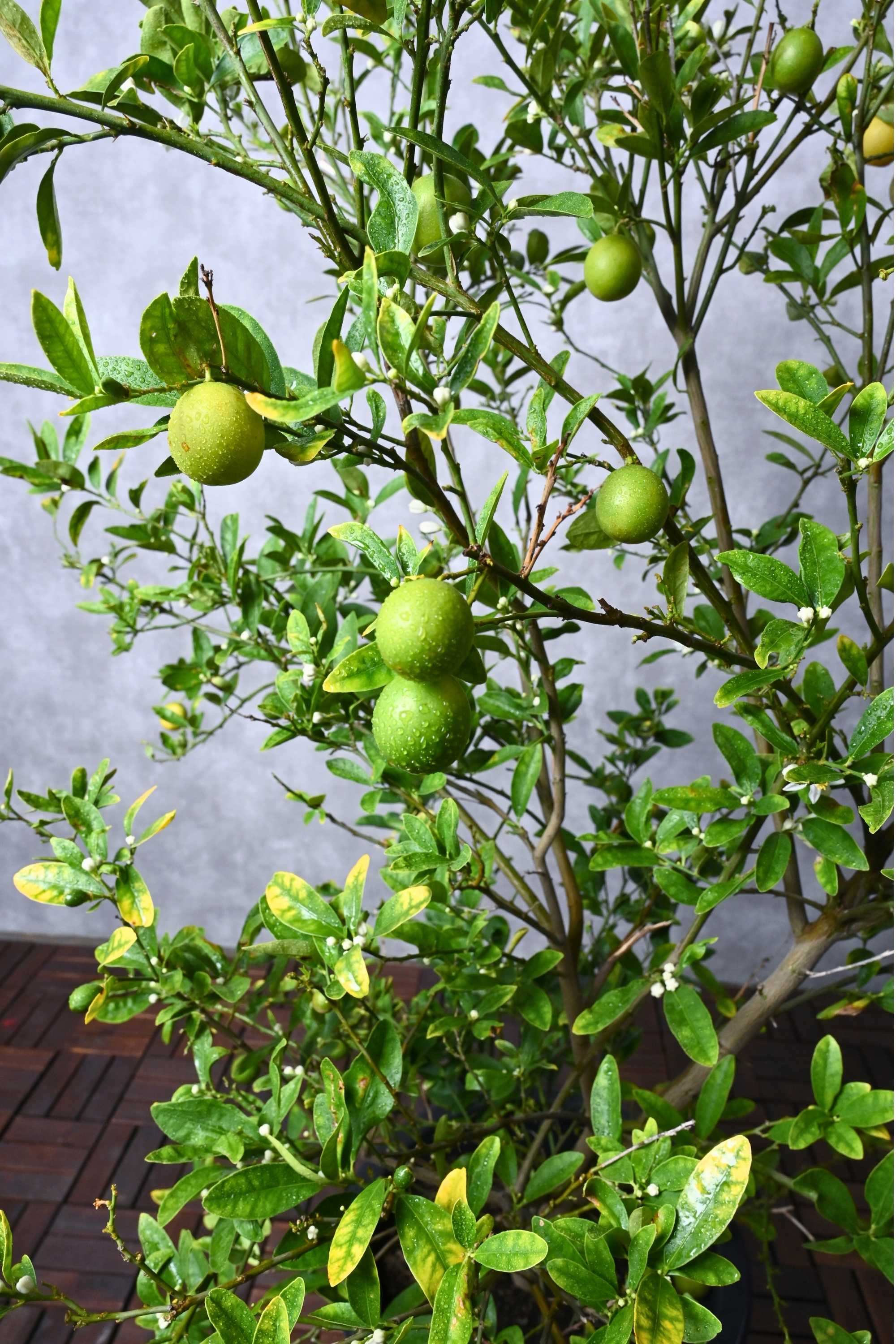 Fruit Plants Lemon Tree