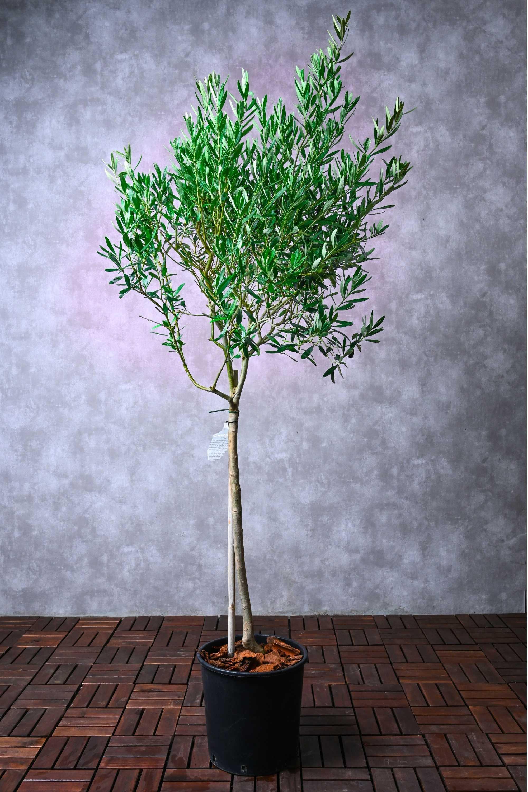 Fruit Plants Outdoor Plant Olea europaea