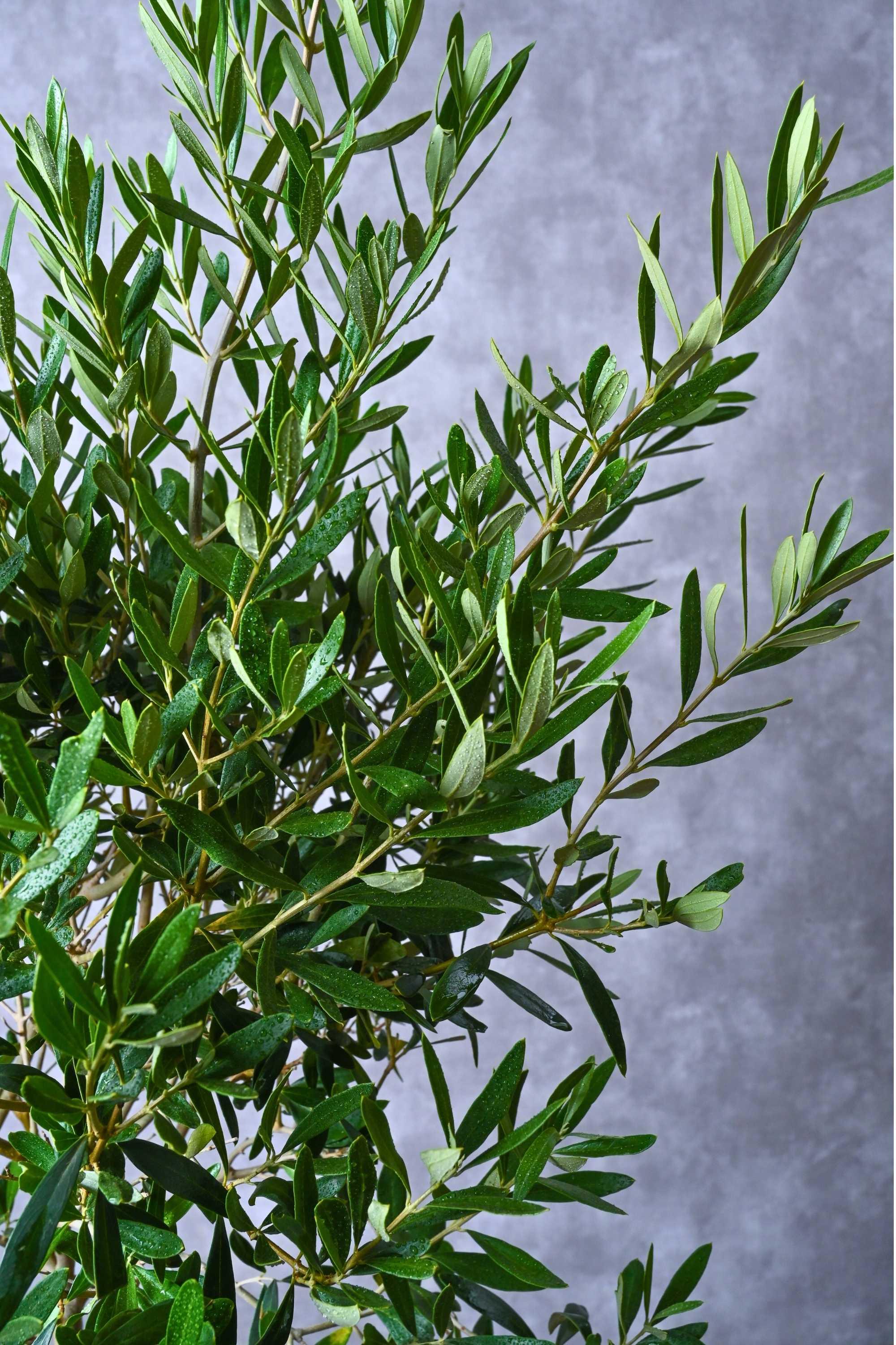 Fruit Plants Outdoor Plant Olea europaea