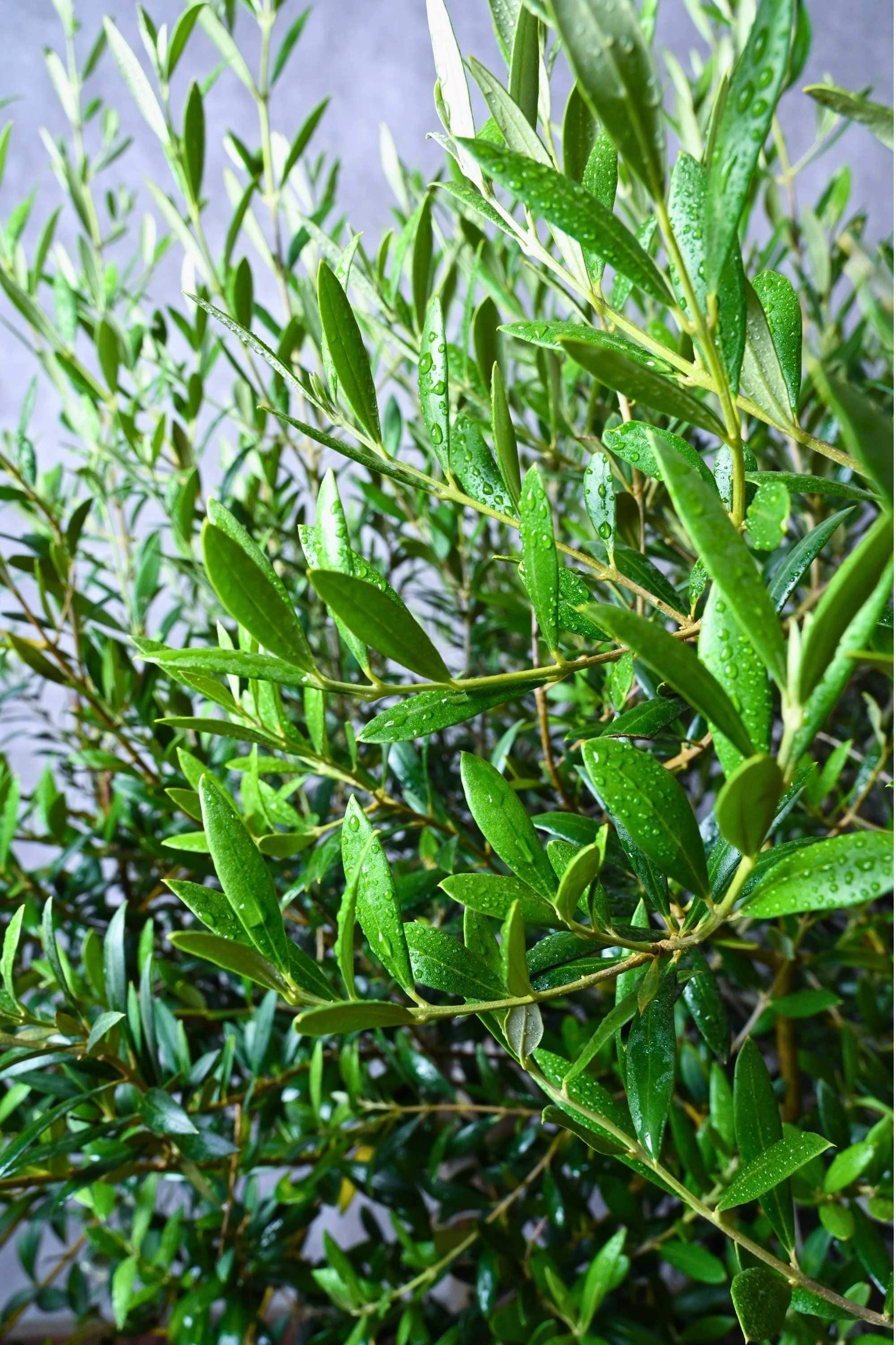 Fruit Plants Outdoor Plant Olea europaea