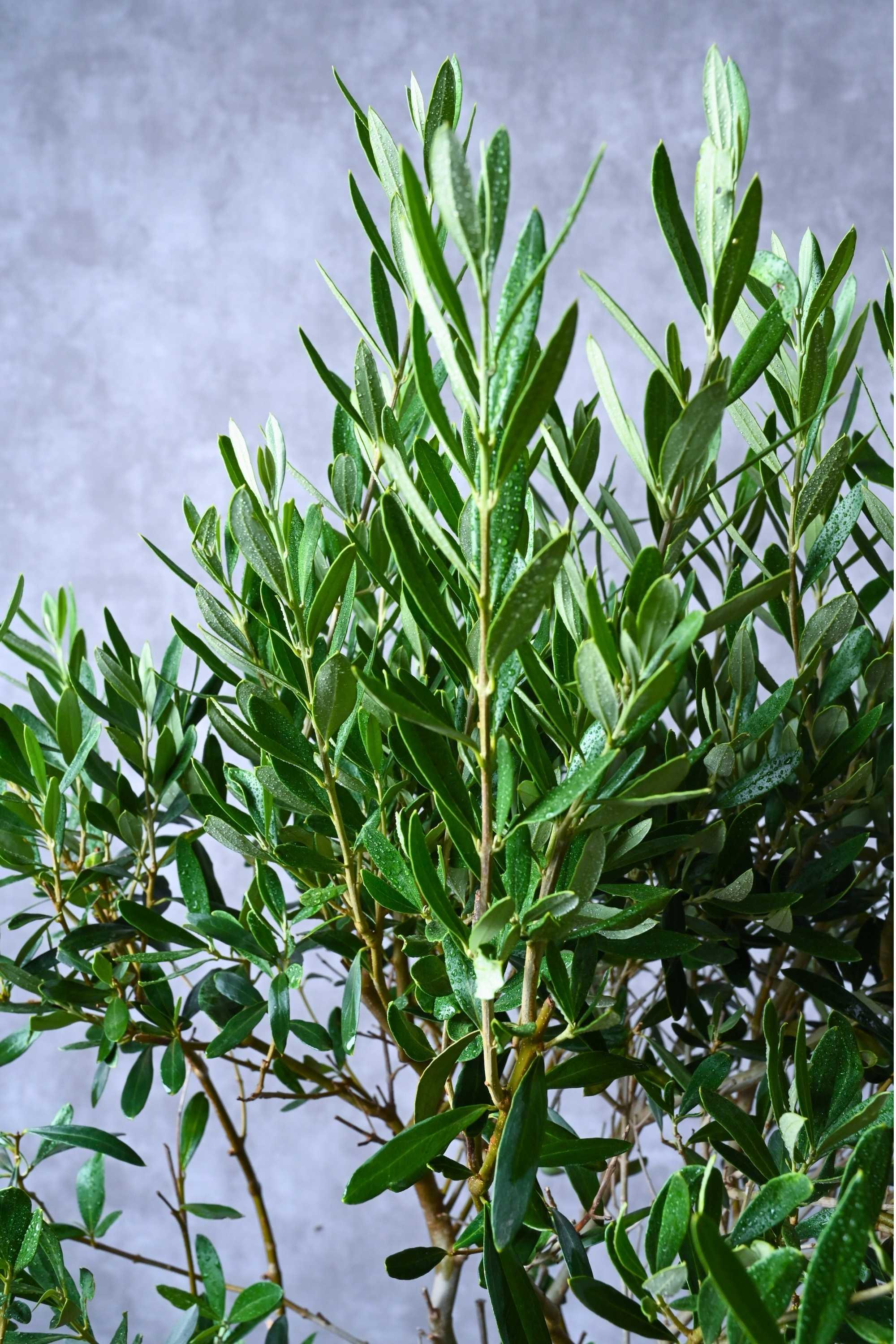 Fruit Plants Outdoor Plant Olea europaea