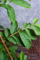 Fruit Tree Guava Tree