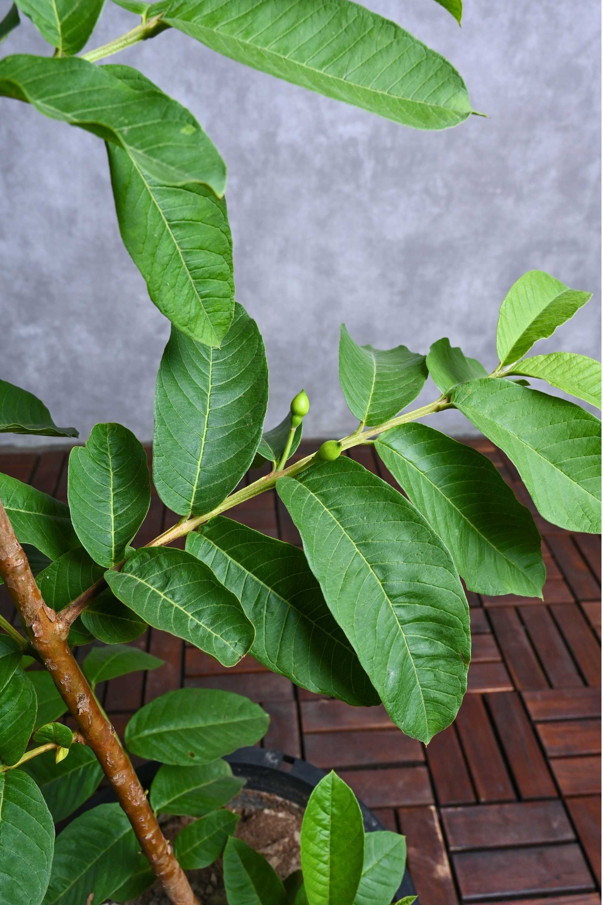 Fruit Tree Guava Tree