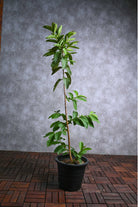 Fruit Tree Guava Tree
