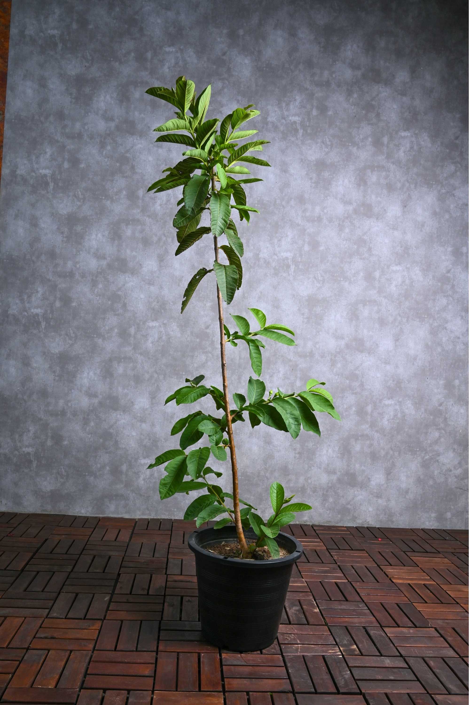 Fruit Tree Guava Tree