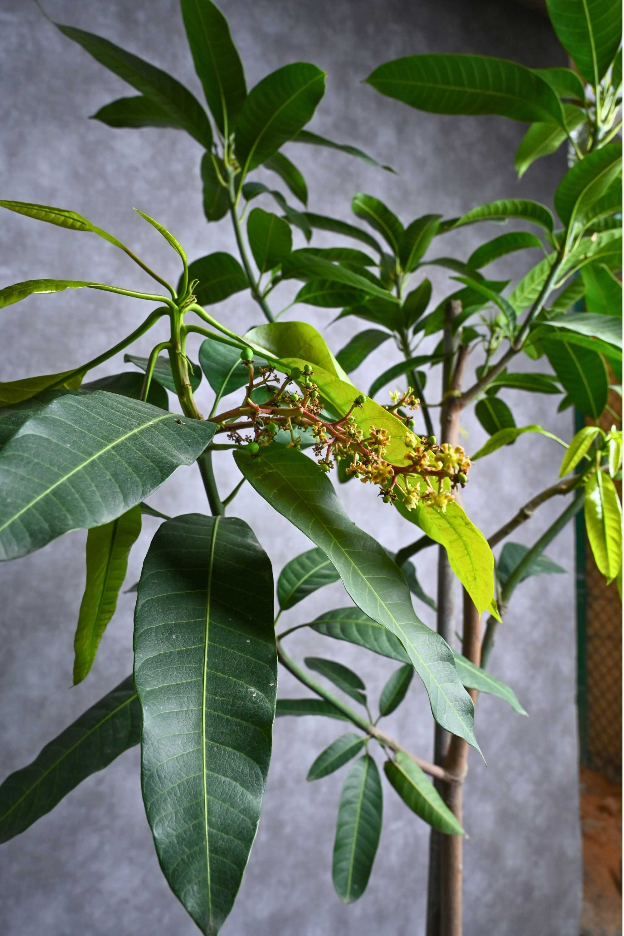 Fruit Tree Mangifera indica