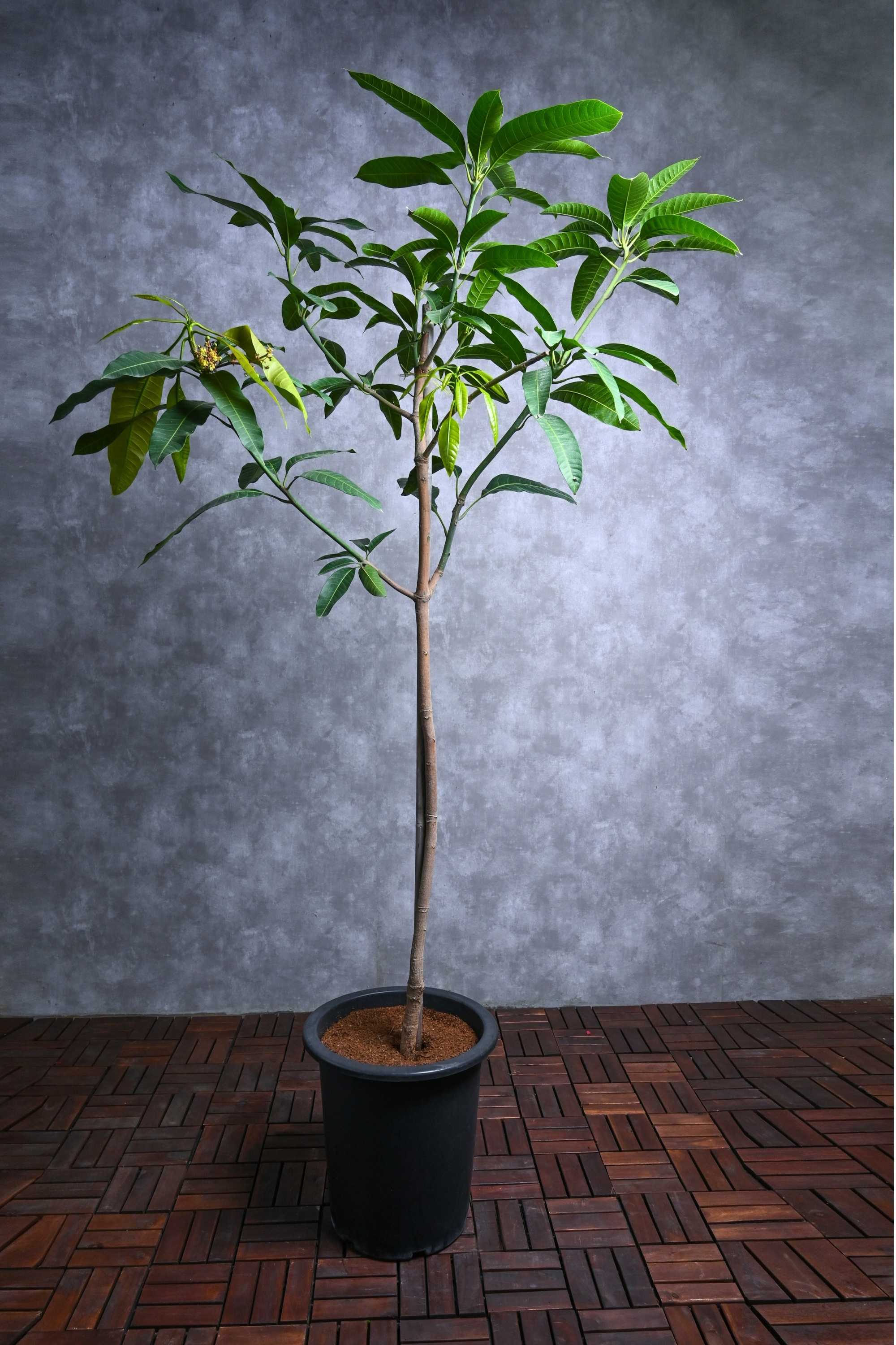 Fruit Tree Mangifera indica