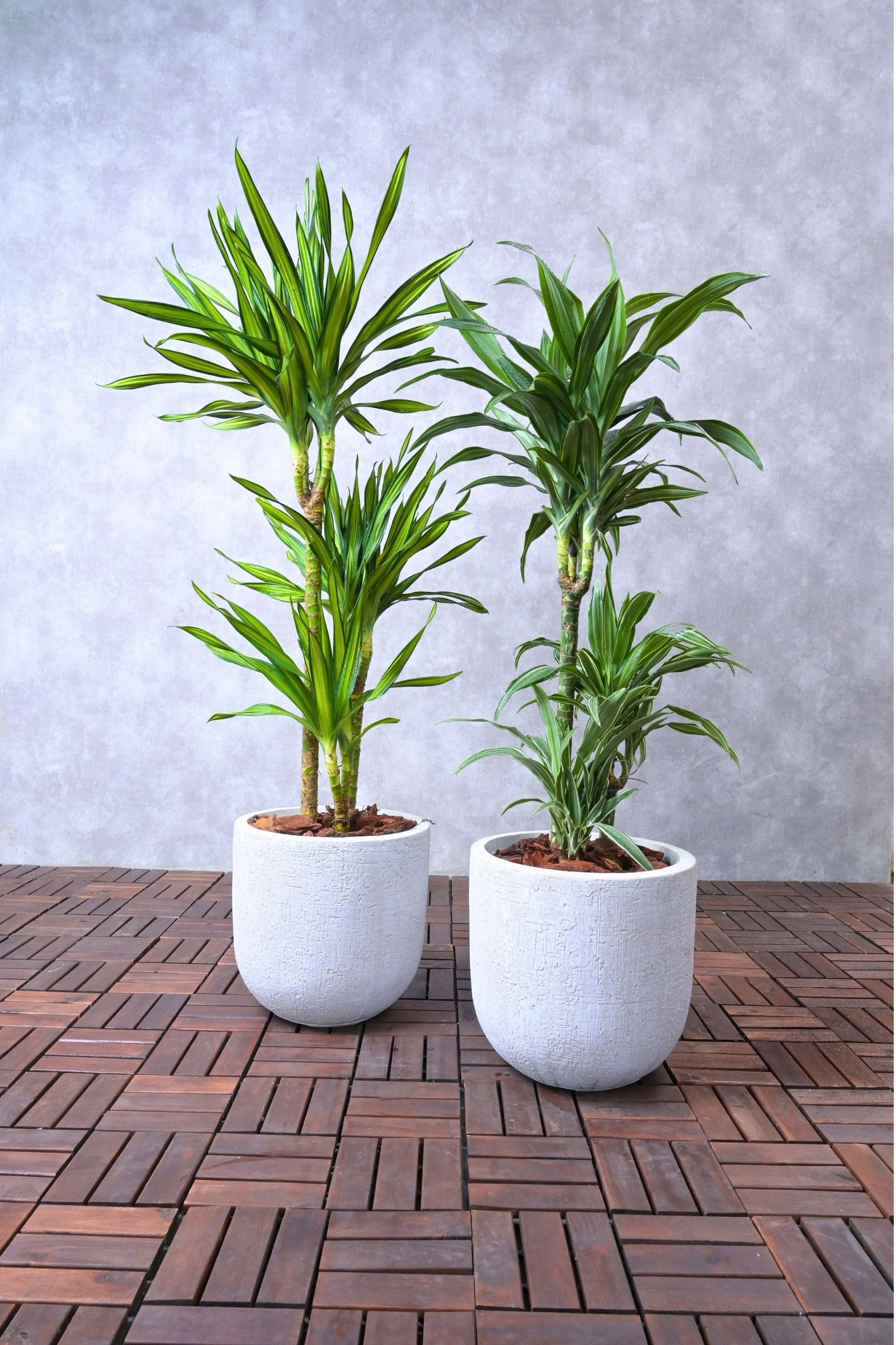 Indoor Plant 100-120 cms Beginner's Duo - Dracaena deremensis 'Rikki' & Dracaena deremensis 'Warneckii' Beginner's Duo - Dracaena deremensis 'Rikki' & Dracaena deremensis 'Warneckii'