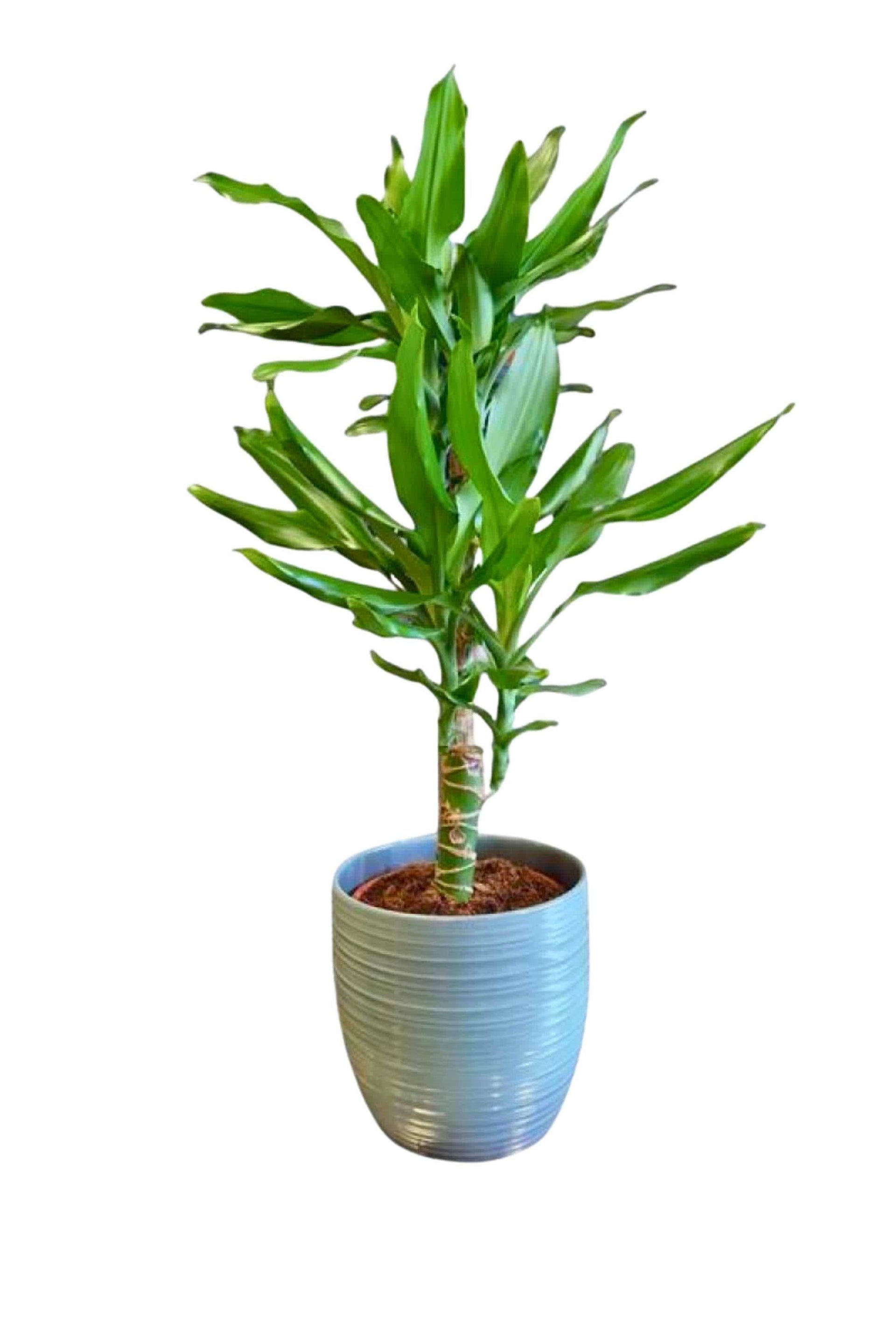 dracaena fragrans steudneri Dracaena Steudneri – Adplants