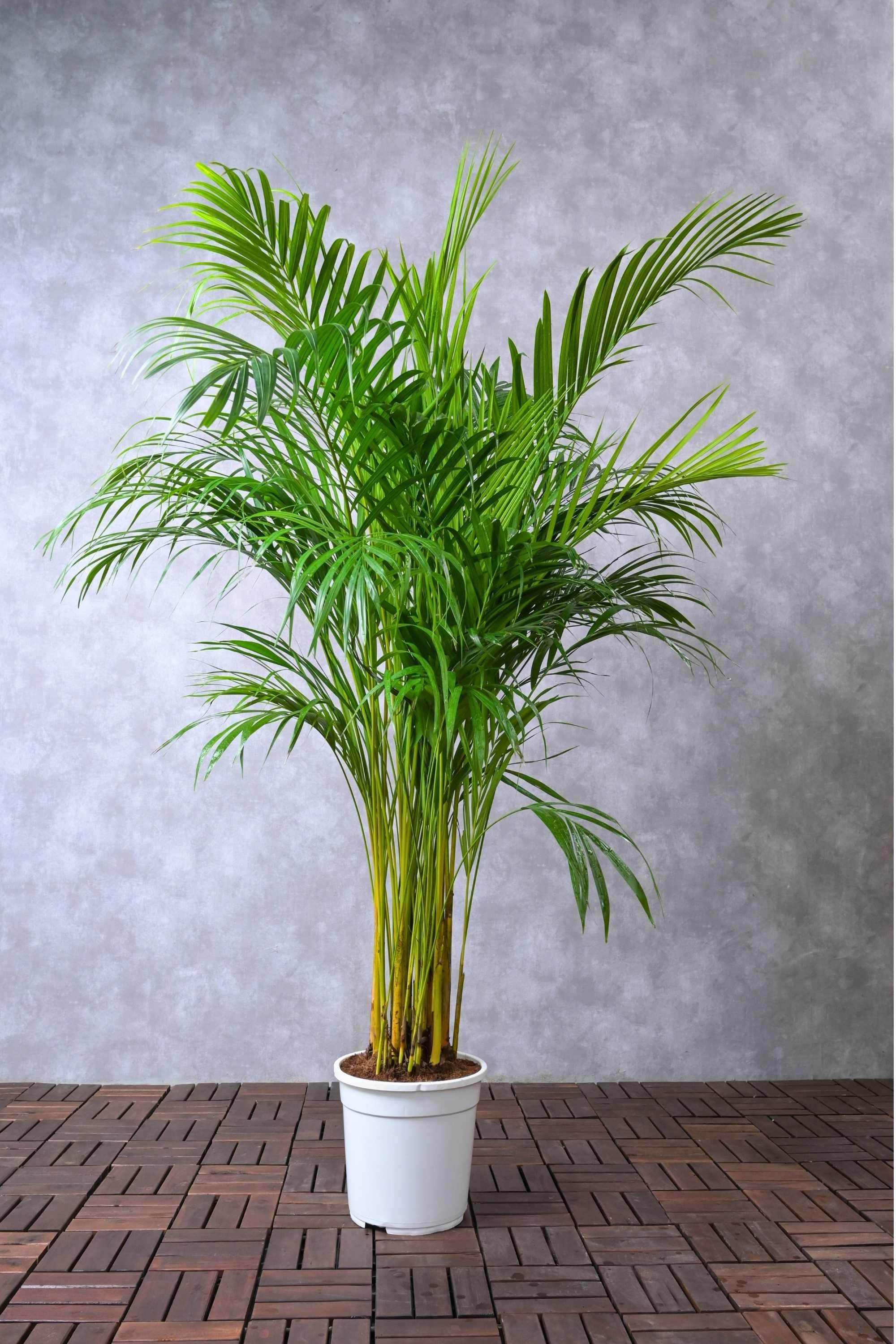Indoor Plant 100-120 cms Dypsis lutescens Dypsis lutescens
