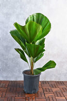 Indoor Plant 100-120 cms Licuala Grandis Licuala Grandis