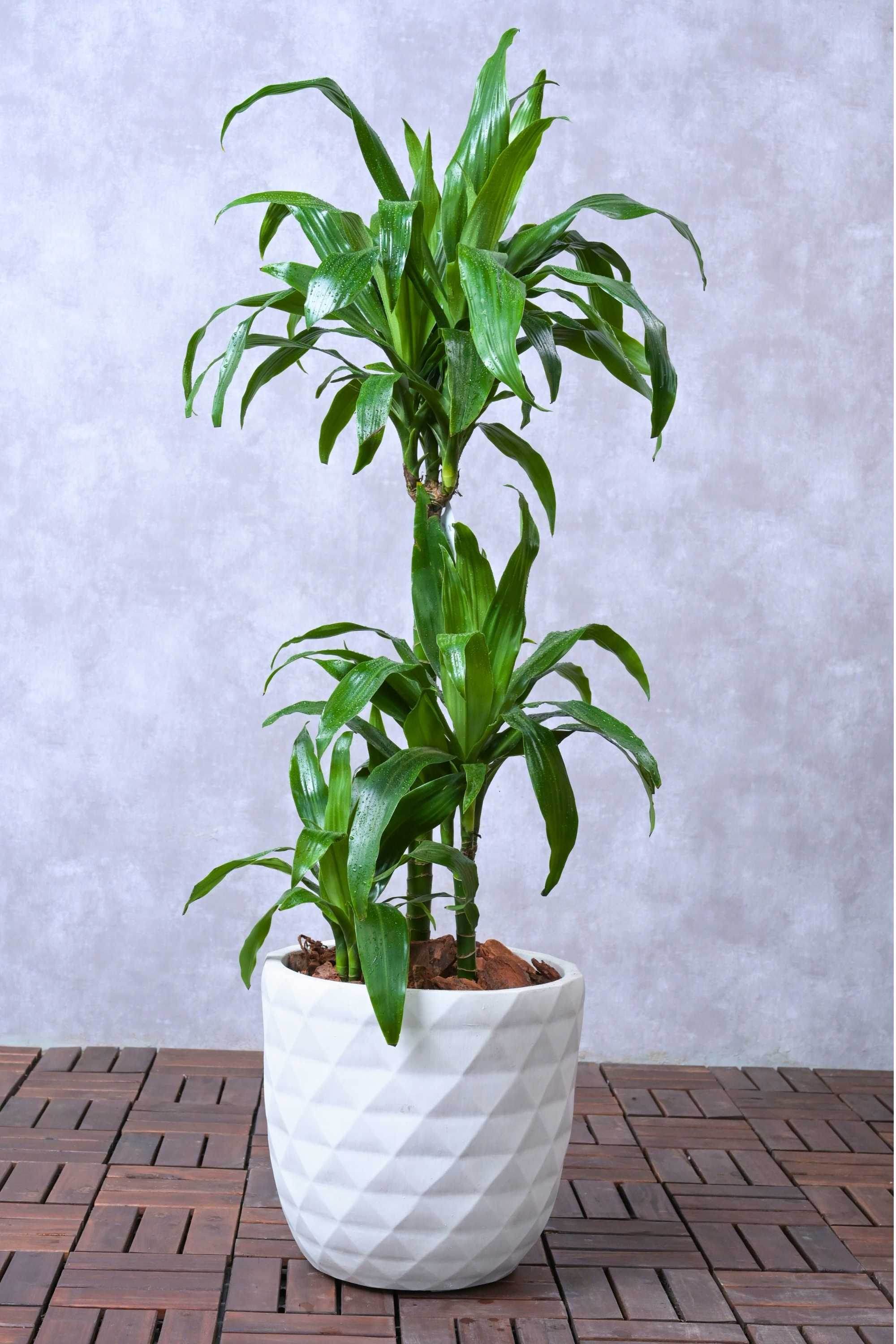 Indoor Plant 110-120 cms / GRC Pot Dracaena deremensis 'Janet Craig' Dracaena deremensis 'Janet Craig'