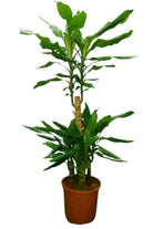 Indoor Plant 130-150 cms Dracaena Steudneri Dracaena Steudneri