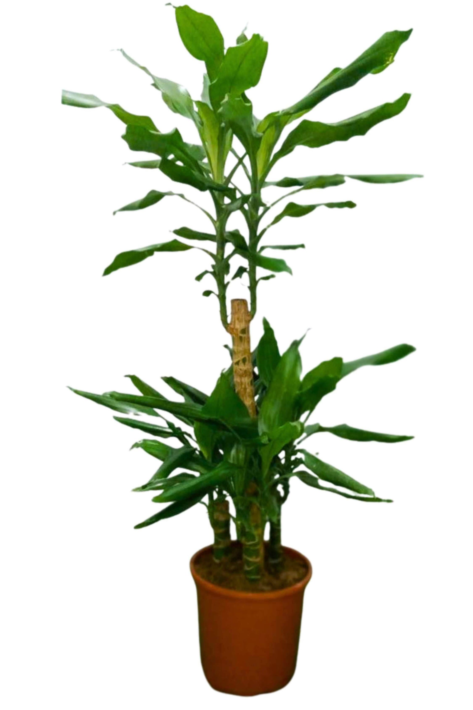 dracaena fragrans steudneri Dracaena Steudneri – Adplants