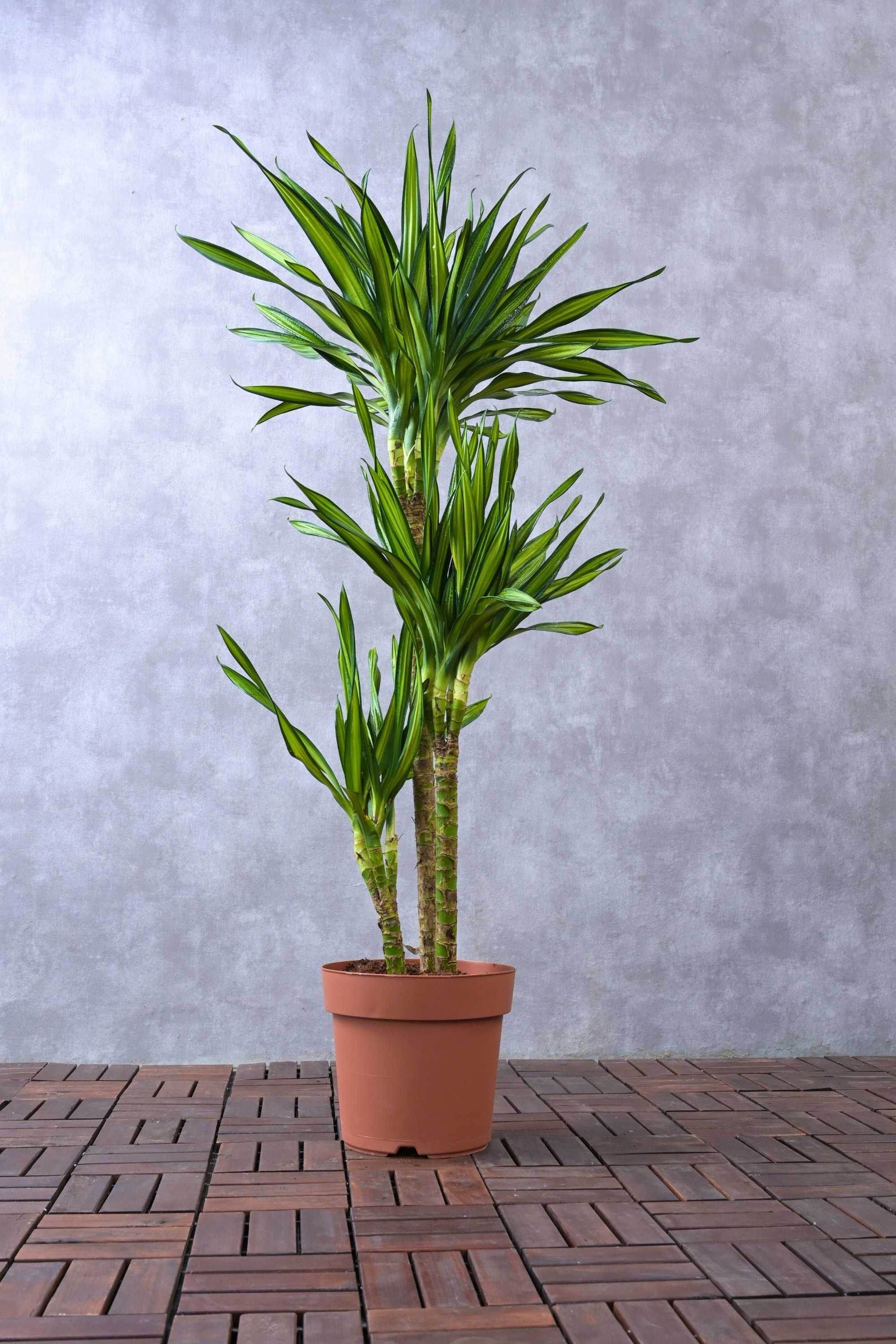 Dracaena Rikki – Adplants