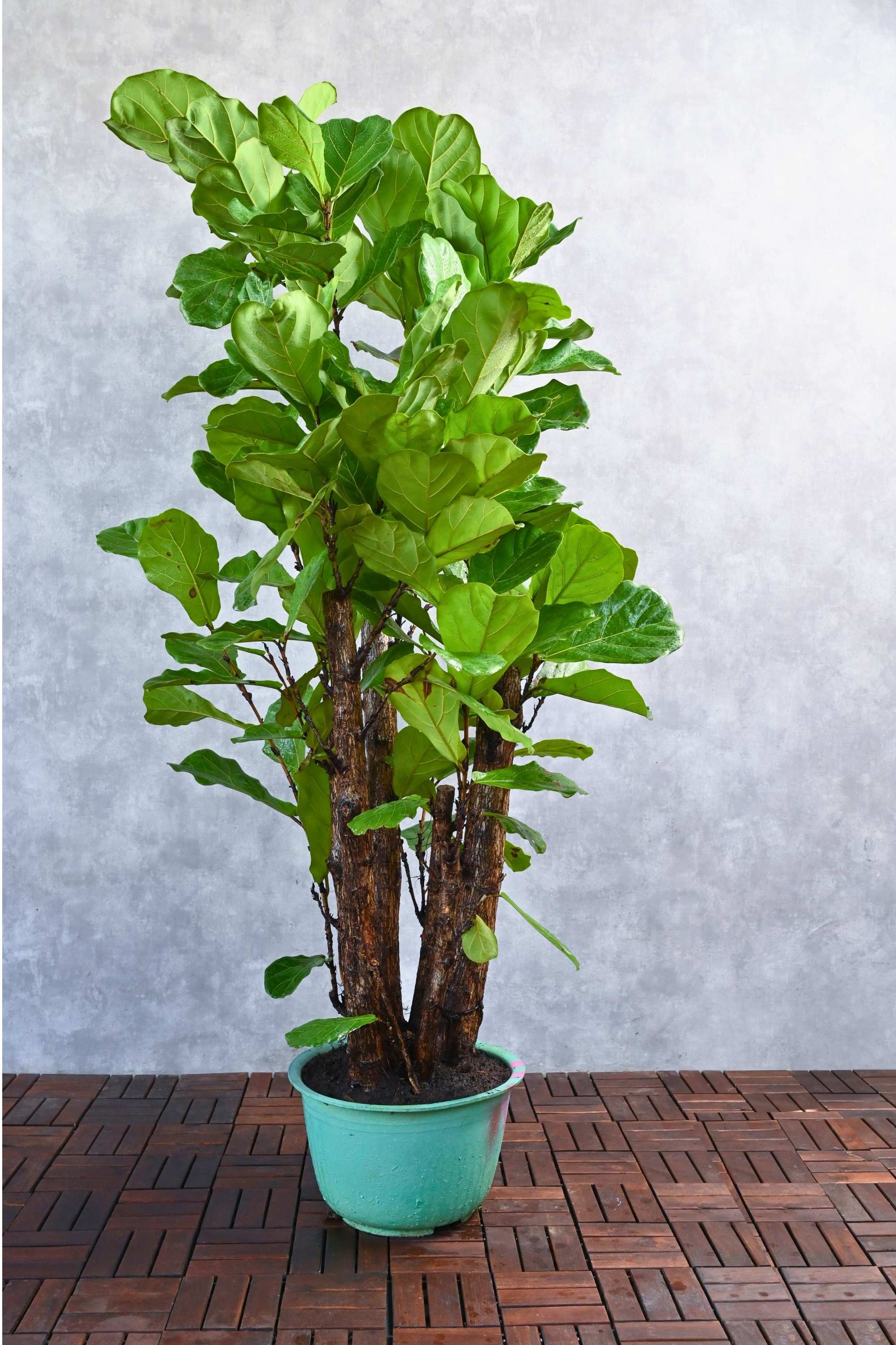 Indoor Plant 160-180 cms Ficus Lyrata Branched Ficus Lyrata Branched