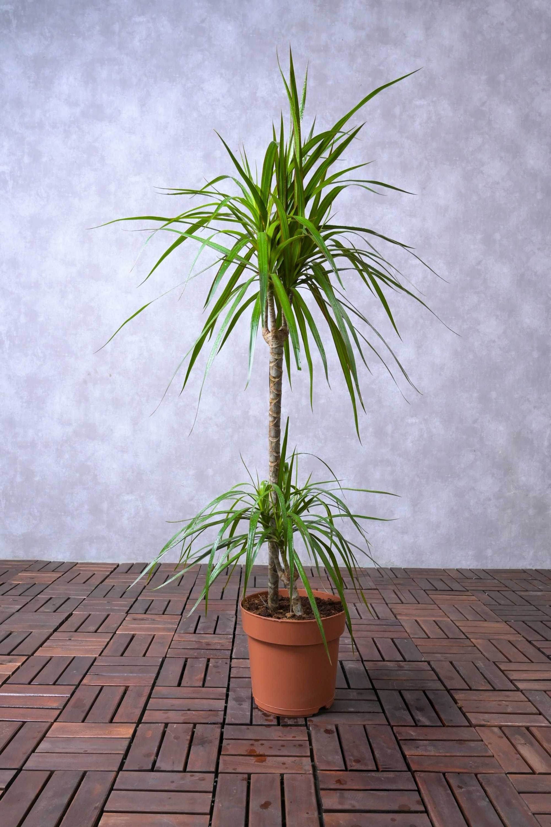 dracaena marginata maintenance Dracaena Marginata – Adplants