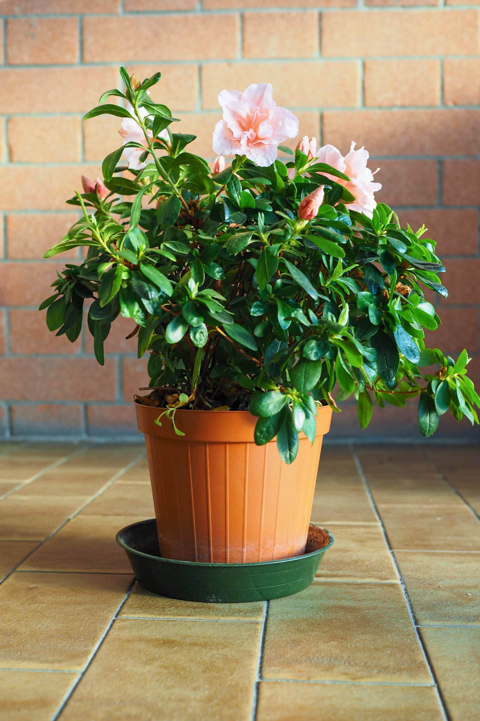 Indoor Plant 30 cm Rhododendron Simsii Hybrids Rhododendron Simsii Hybrids