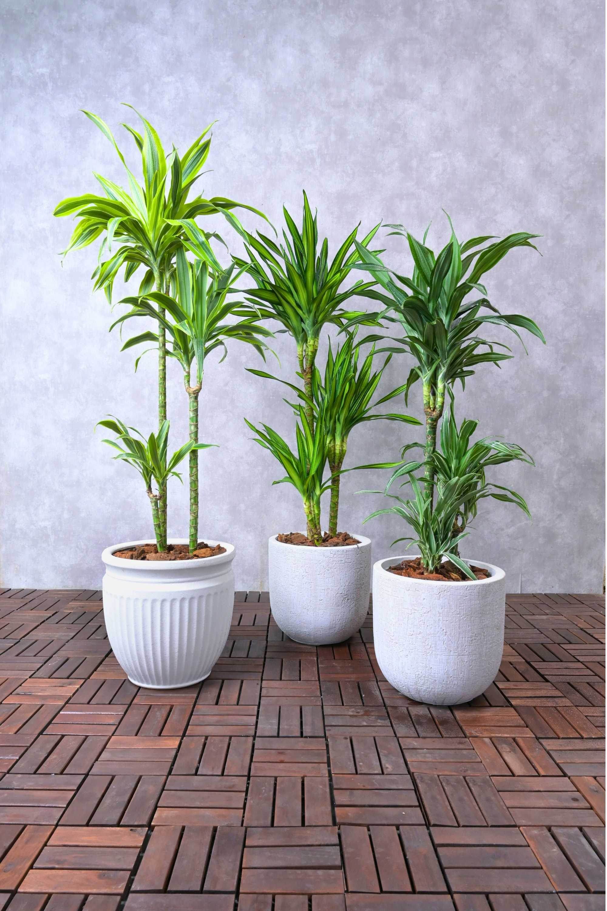 Indoor Plant 3pp 150 cms Dracaena spp. (Warneckii, Lemon Lime, Rikki) Dracaena spp. (Warneckii, Lemon Lime, Rikki)