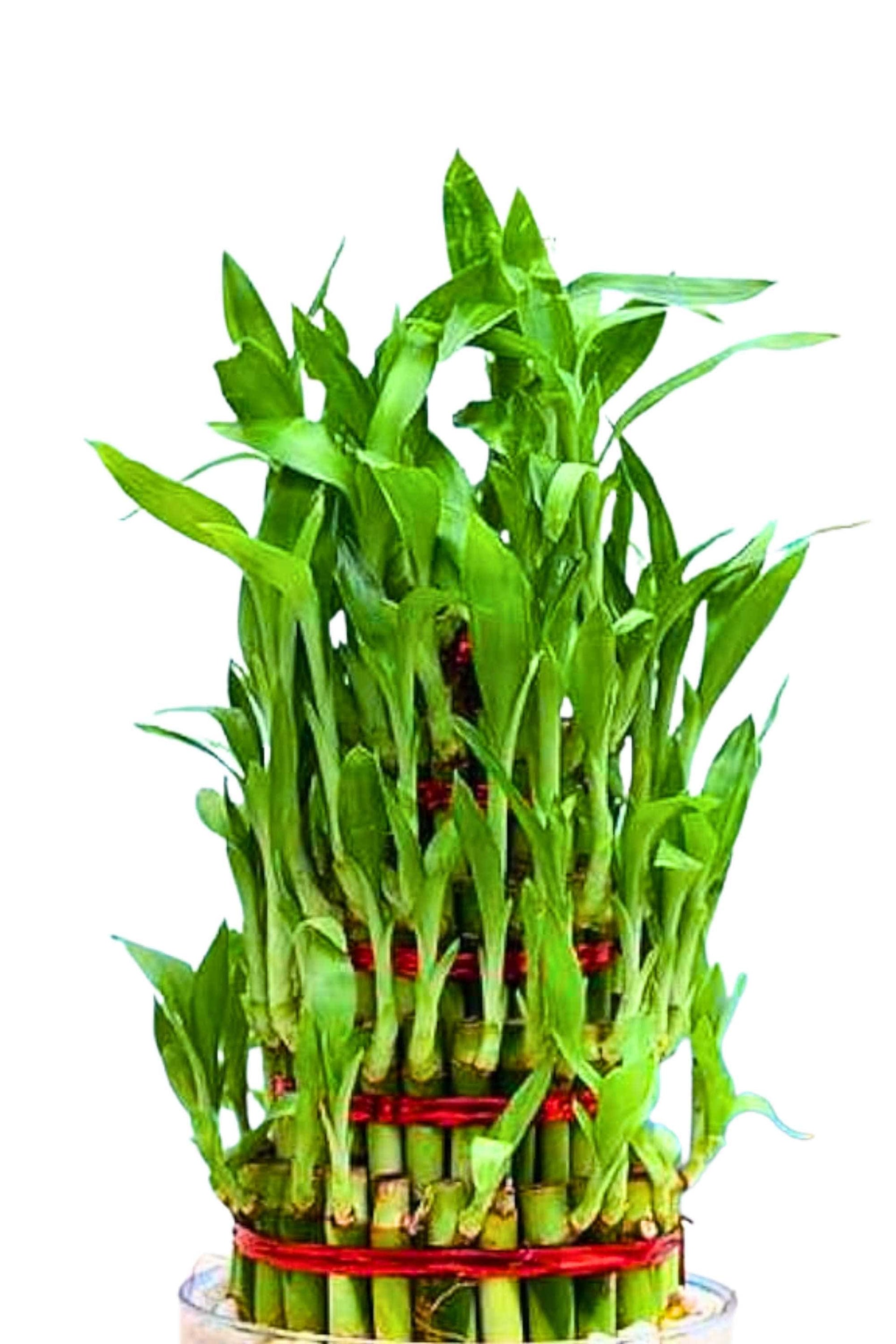 lucky bamboo 3 layer meaning Dracaena sanderiana – Adplants