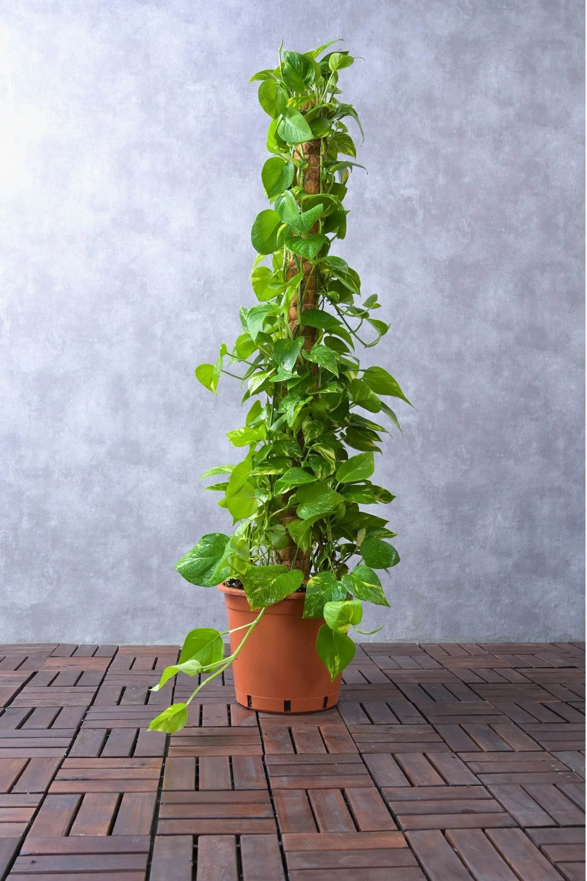 Indoor Plant 80-90 cms Epipremnum aureum Epipremnum aureum