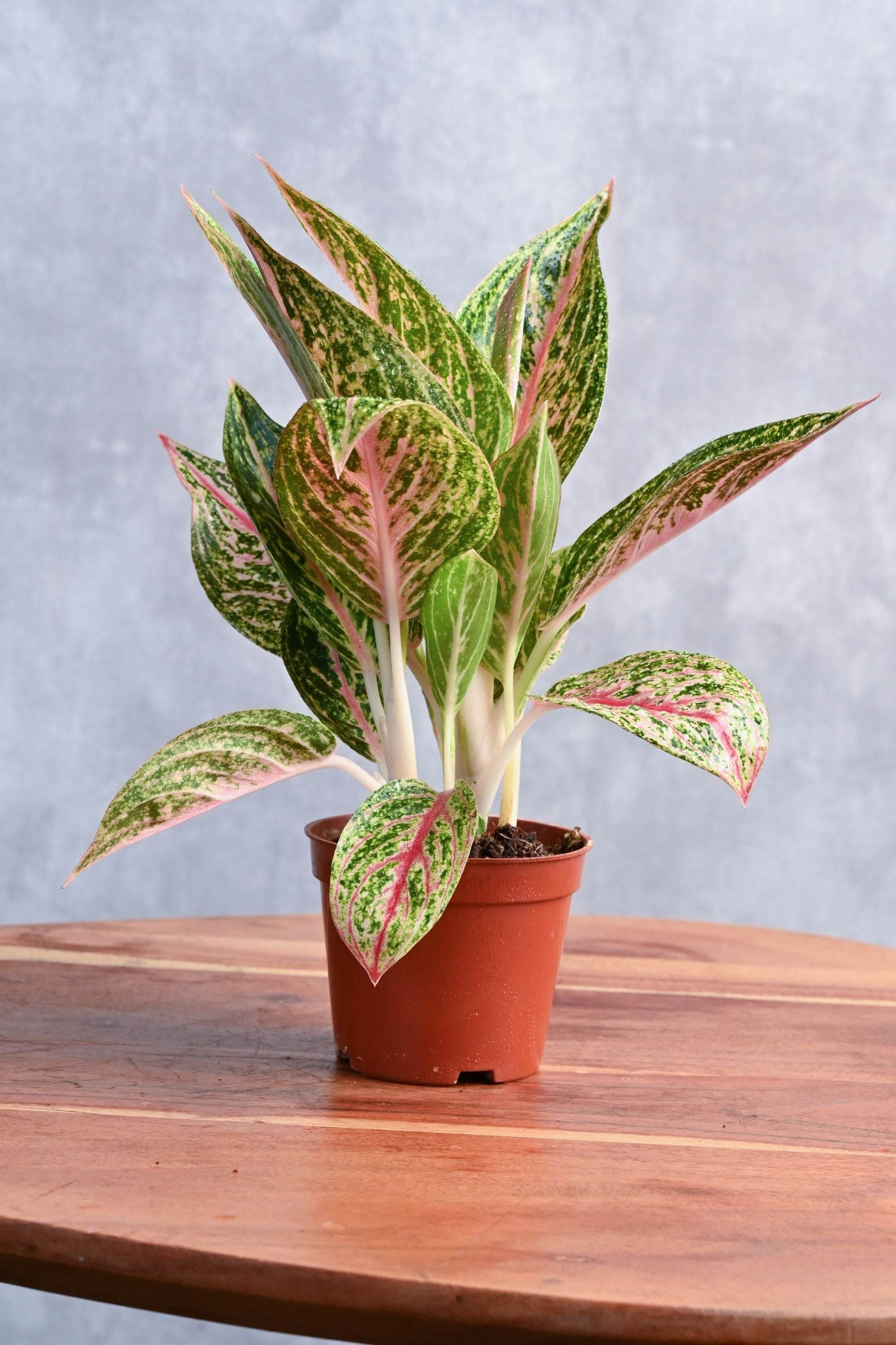 Indoor Plant Aglaonema Cocomelon Aglaonema Cocomelon
